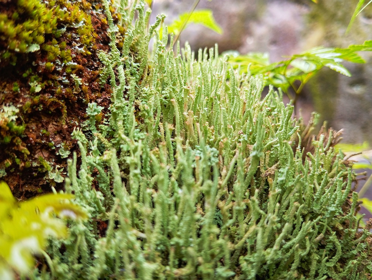 呼伦贝尔草原特有属、种