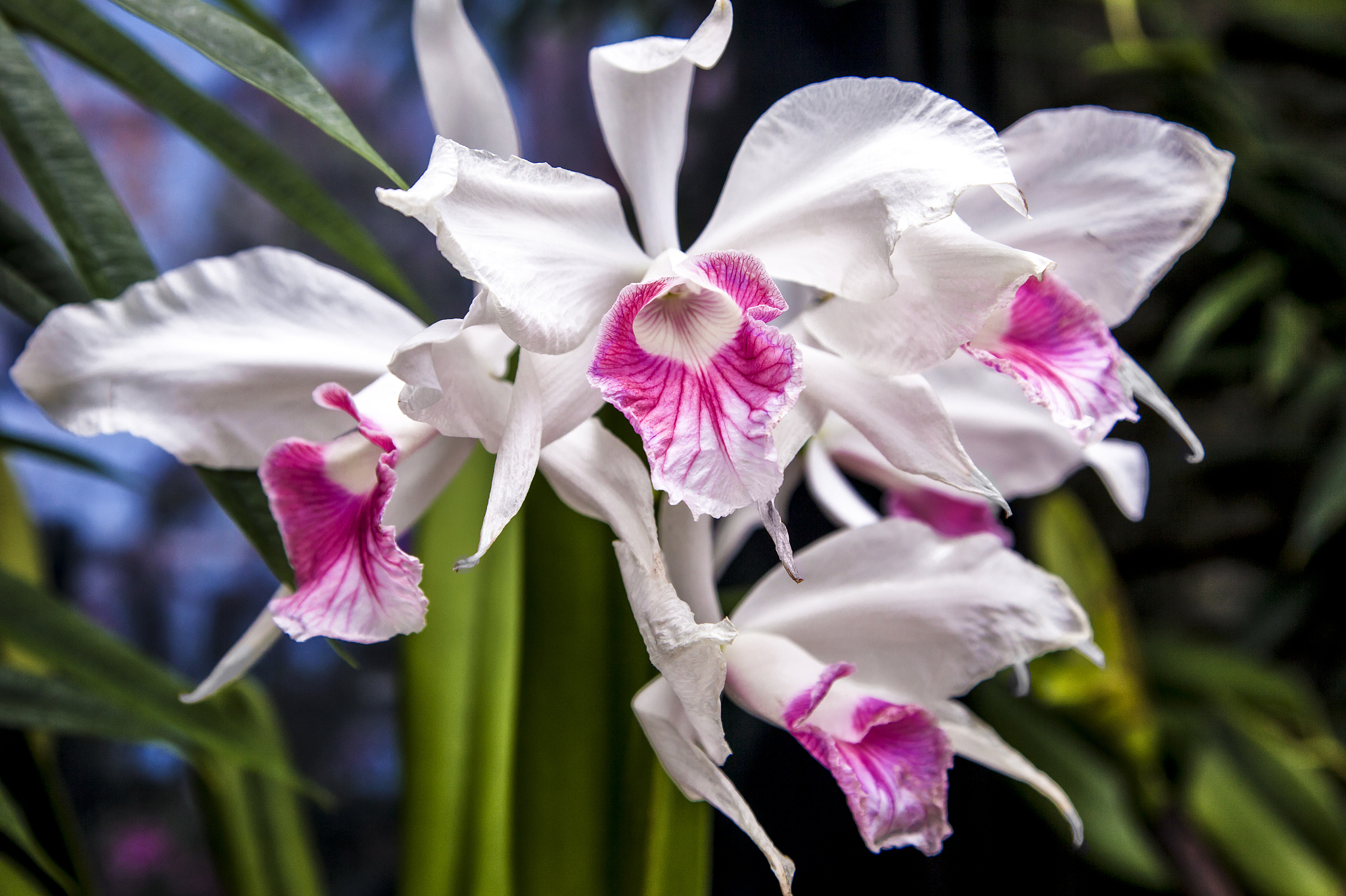 white and pink orchids