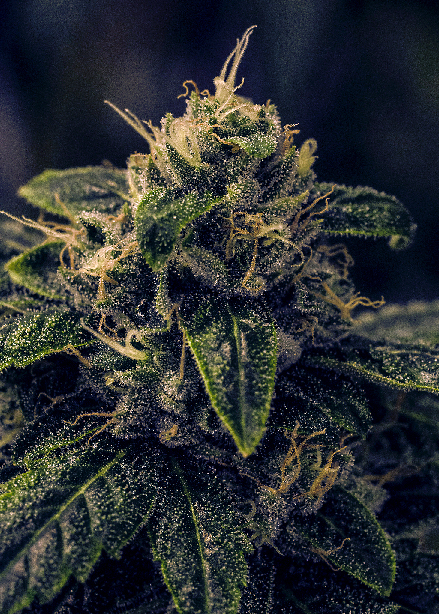 live plant cannabis bud shot