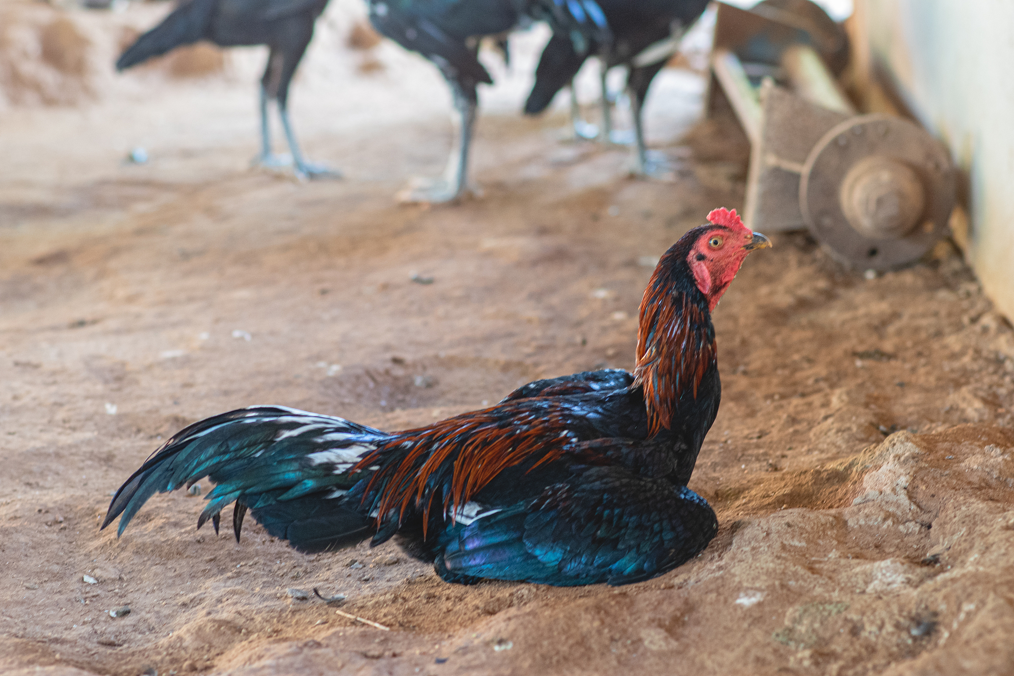 chicken, cocks who lie on the ground