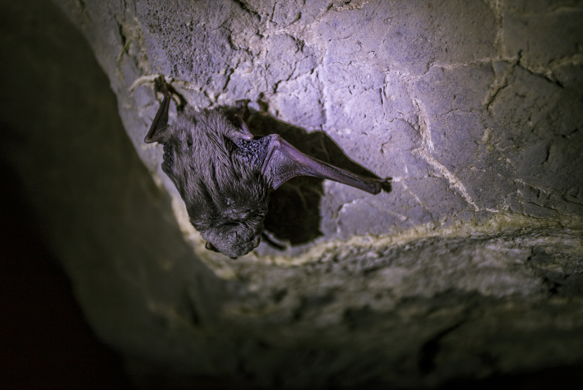 bat
