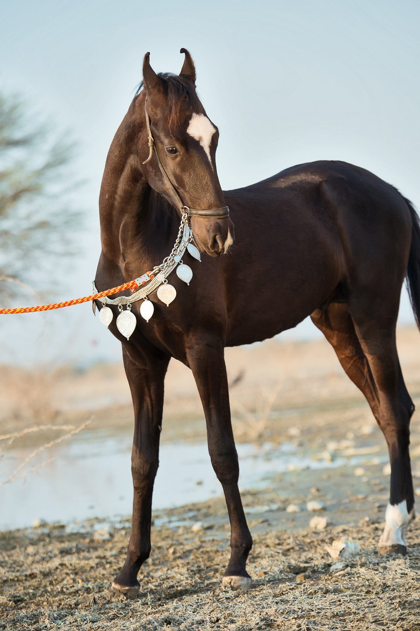 beautiful black marwari colt in traditional jewelry poseing near