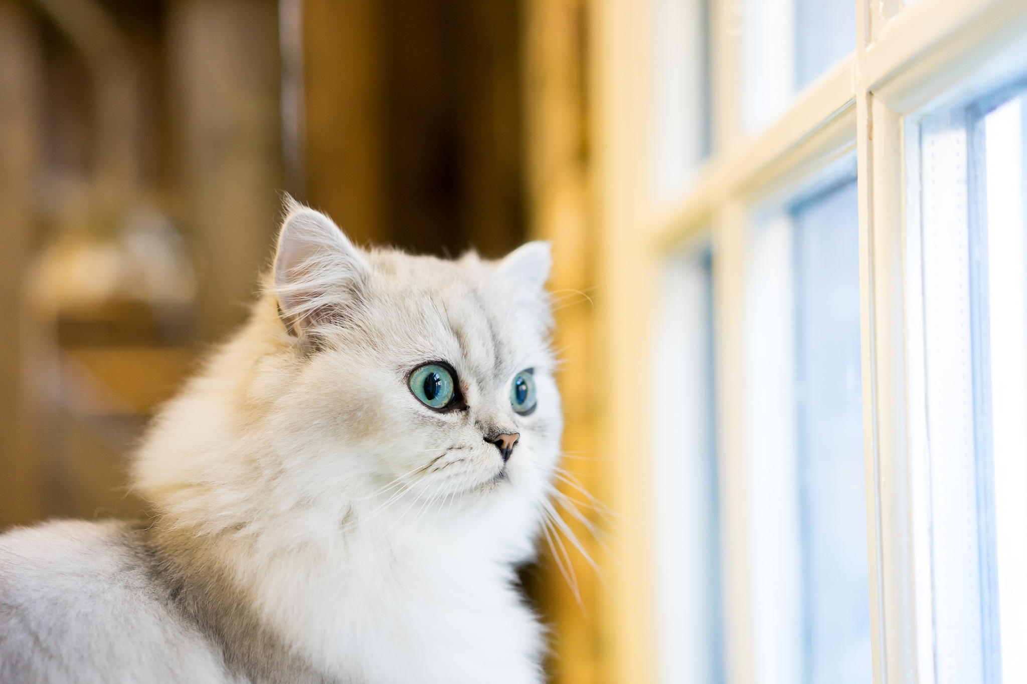 persian cat sitting in the room