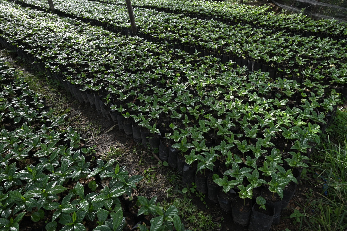广西蝴蝶蓝种植产业：历史悠久，前景广阔