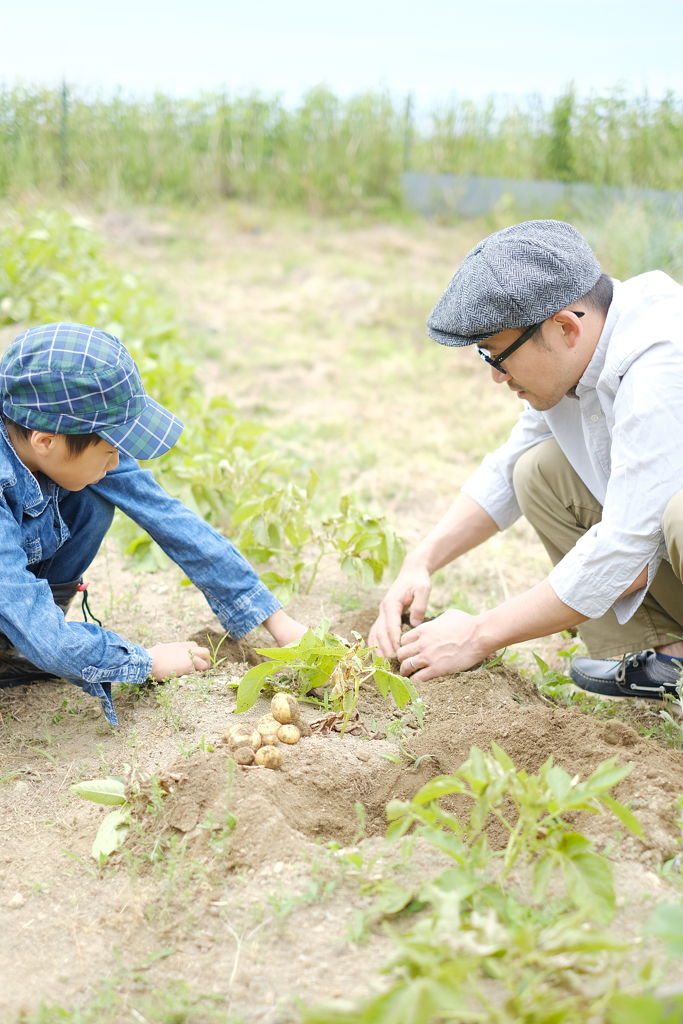 请先阅读以下活动设计《稻草焚烧的利与弊》活动设计XX镇中心小学六年级综合实践活动小组一、活动主题：稻草焚烧的利与弊二、适用年级：五、六年级三、设计意图每到丰收时节田野里铺满了脱了粒的稻草农民伯伯大多放一把火烧了。那时稻田里是浓烟翻滚似有龙卷风来的前兆。四周的天空一片阴暗呛得人直咳嗽。真搞不懂为什么要这么烧掉呢？那么浓的烟对环境肯定是一种污染。难道它们没有利用的价值了吗？还是这样焚烧后对土壤是有益的