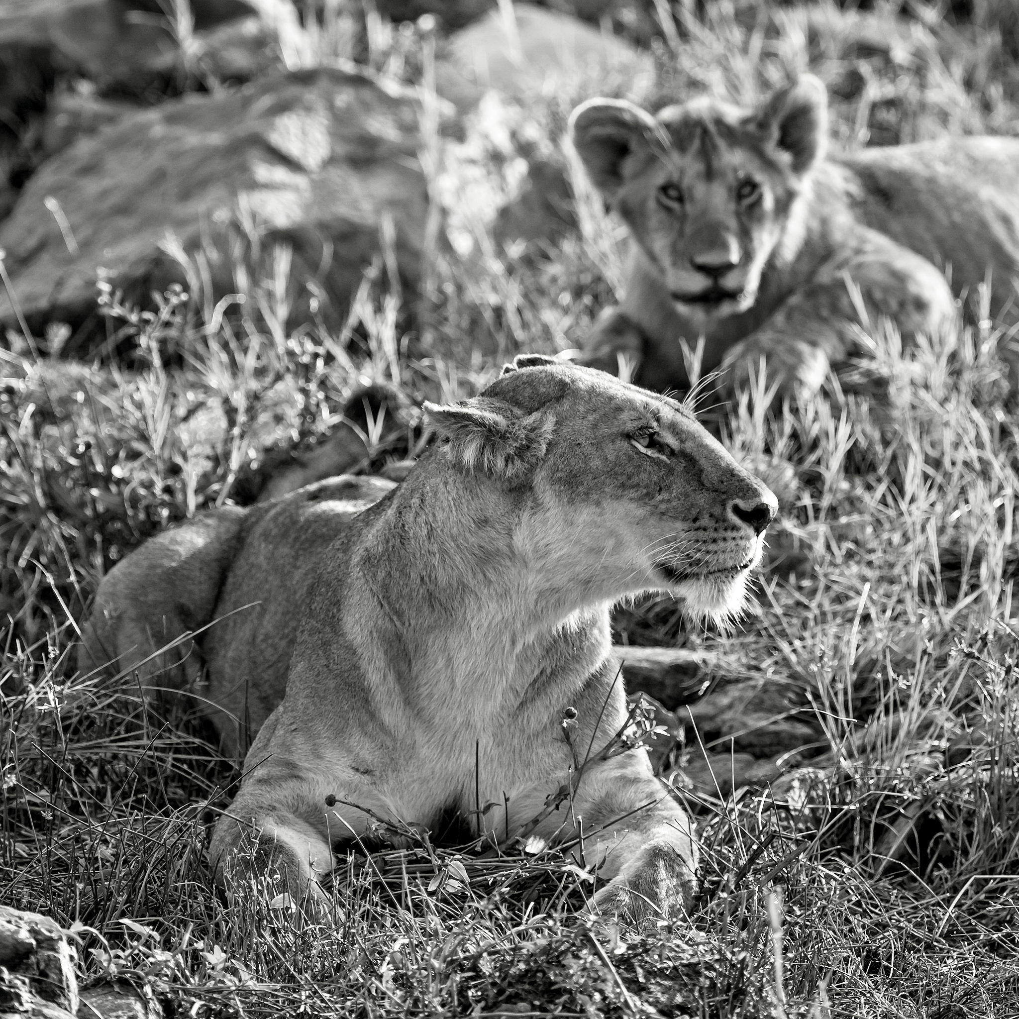 同类相食：哪些动物会吃掉同类？原因是什么？