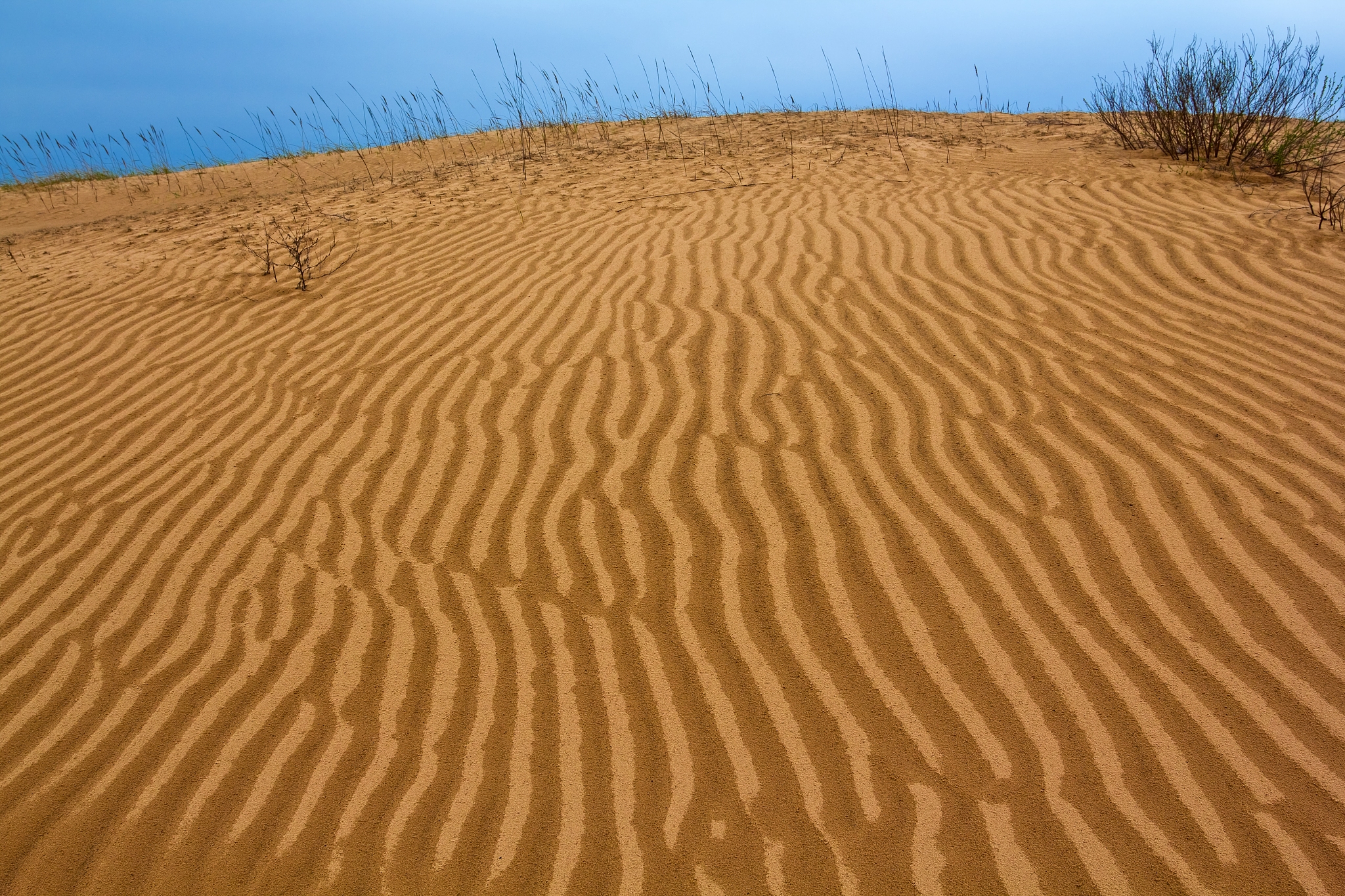 sand dune in a desert