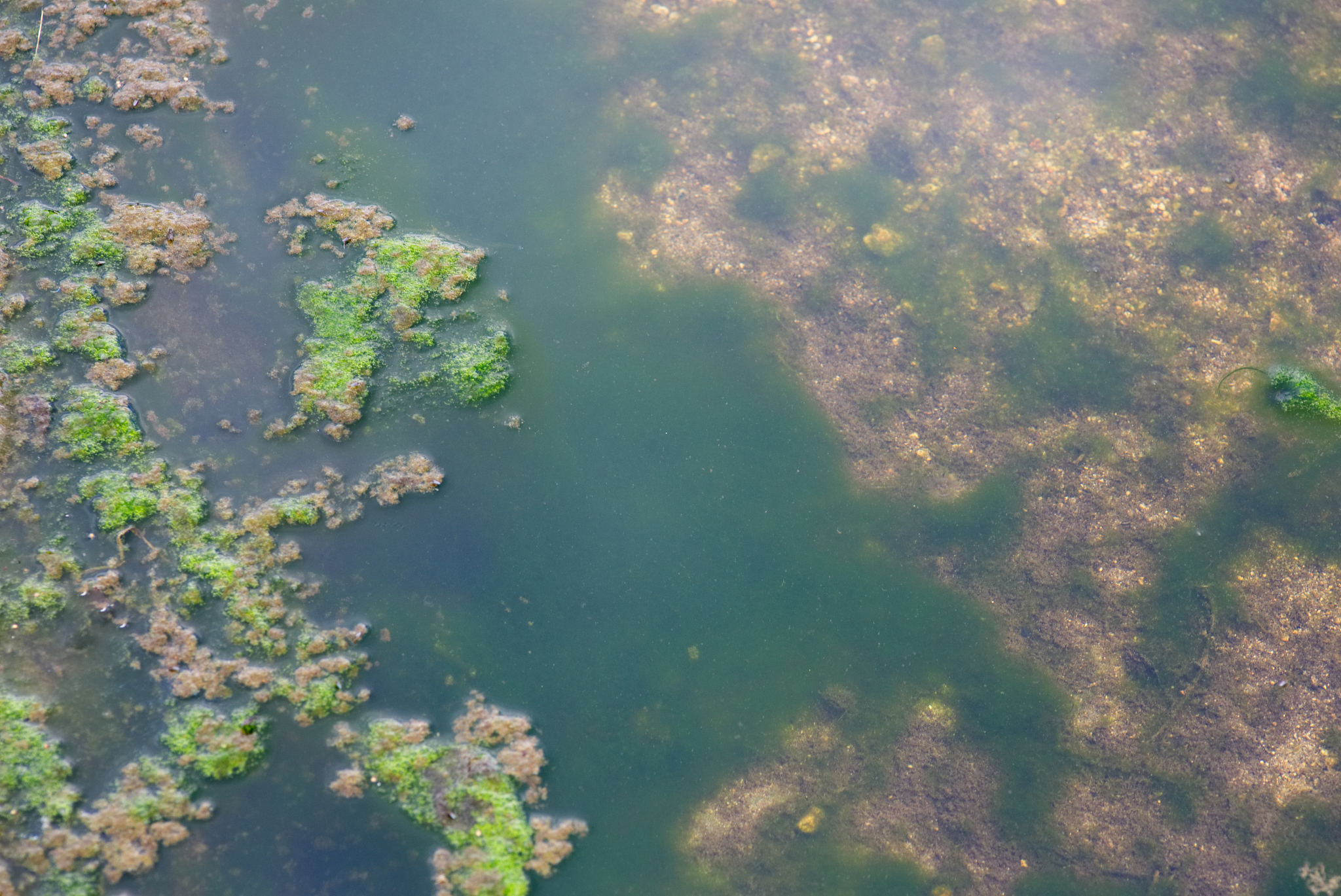 土壤磷流失造成水体富营养化