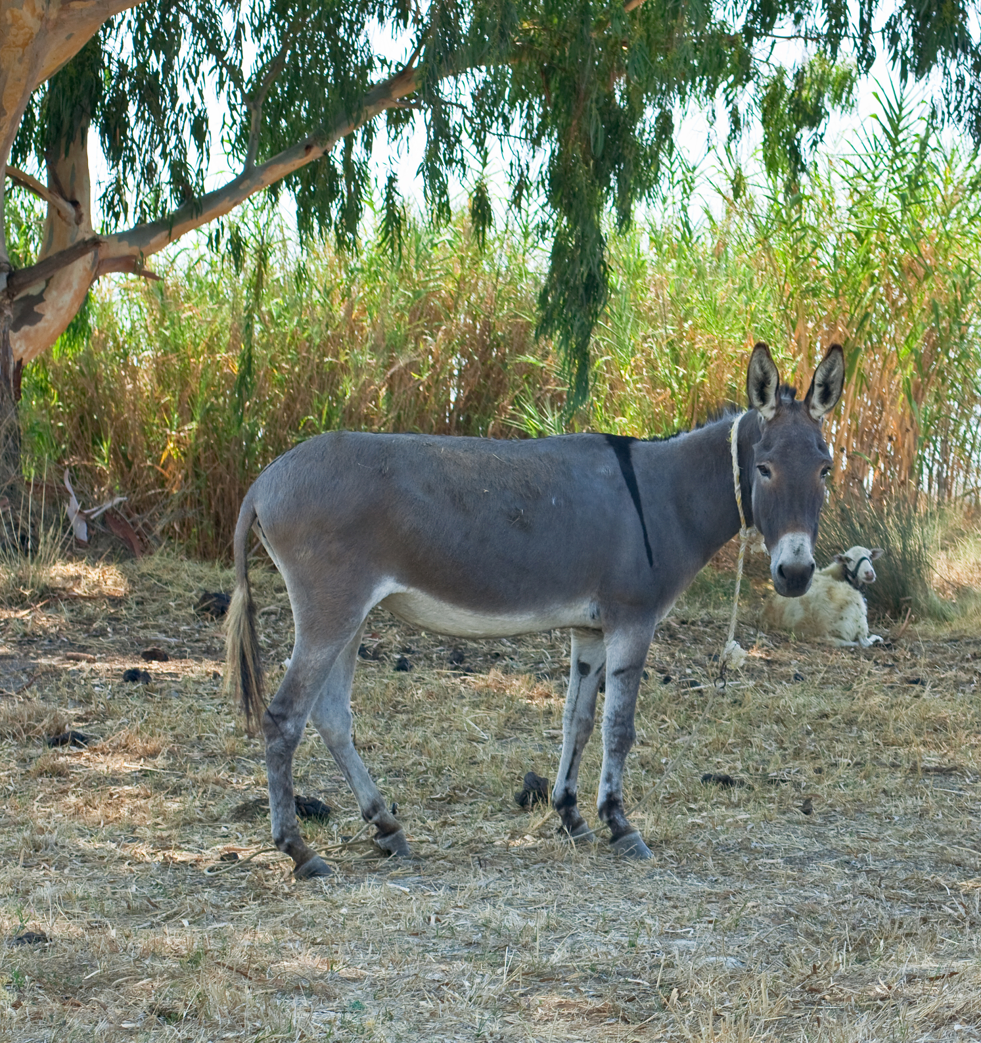 donkey