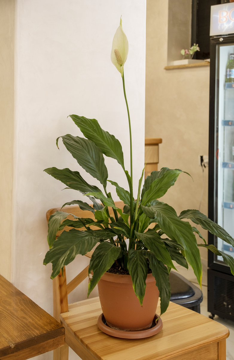 家里为什么不能养万年青？400字深度解析