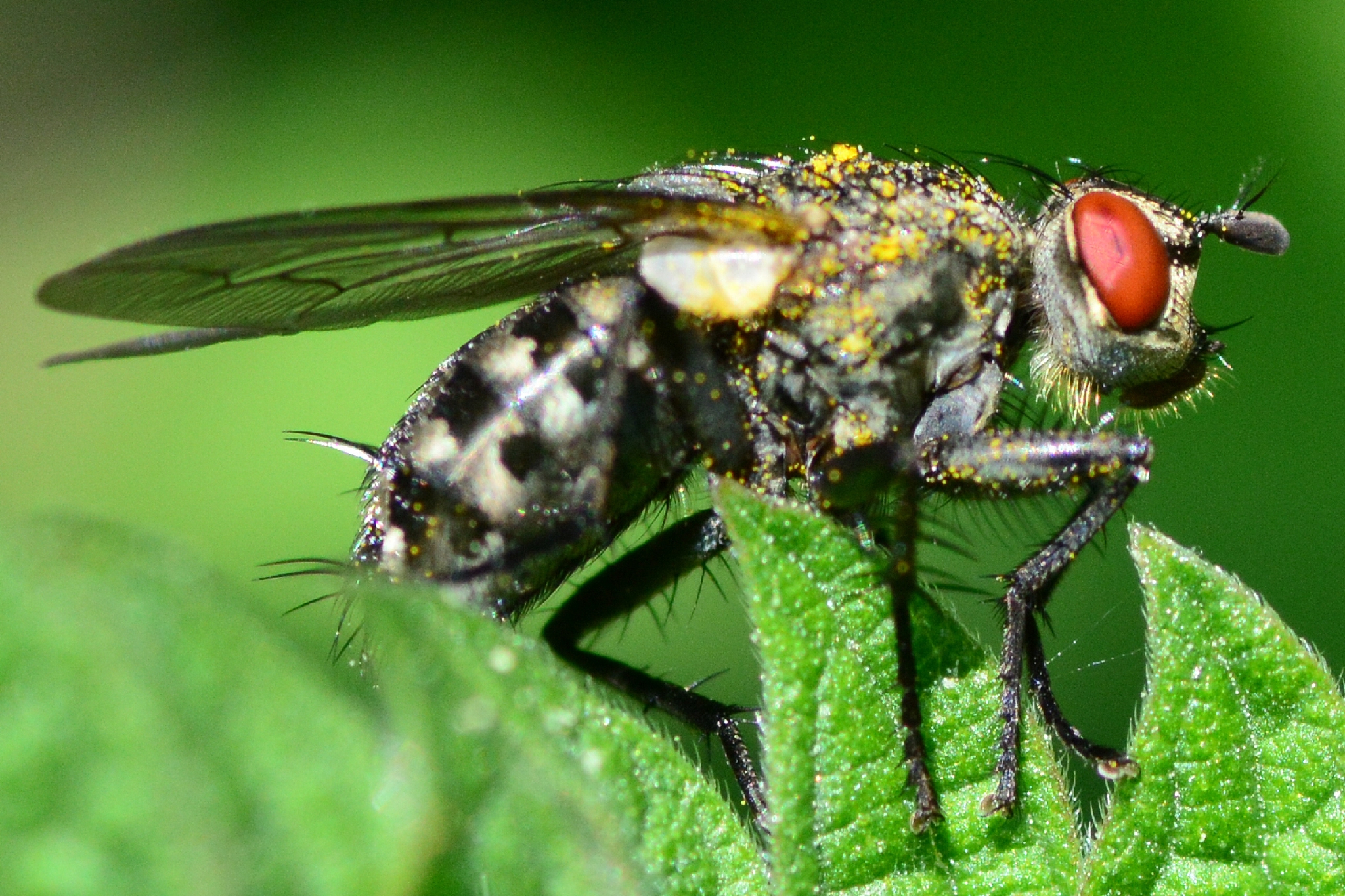 flesh fly