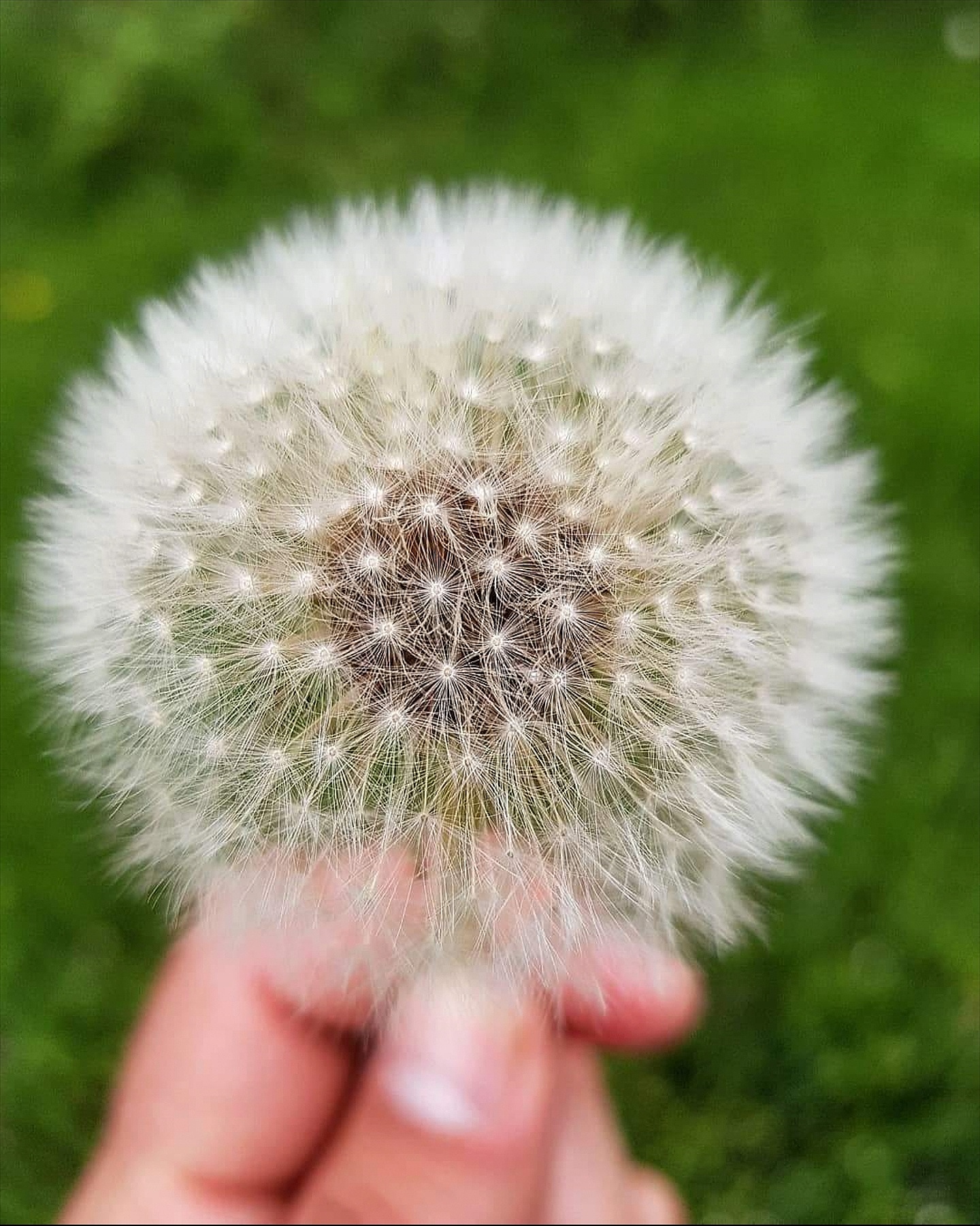 close-up of hand holding dandelion outdoors