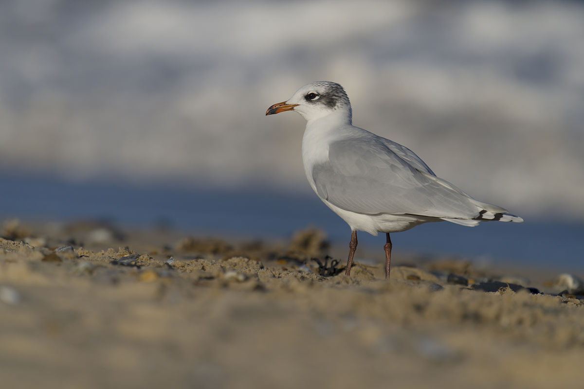 黑木耳节展销会参展及论坛实施细则 - 详细指南