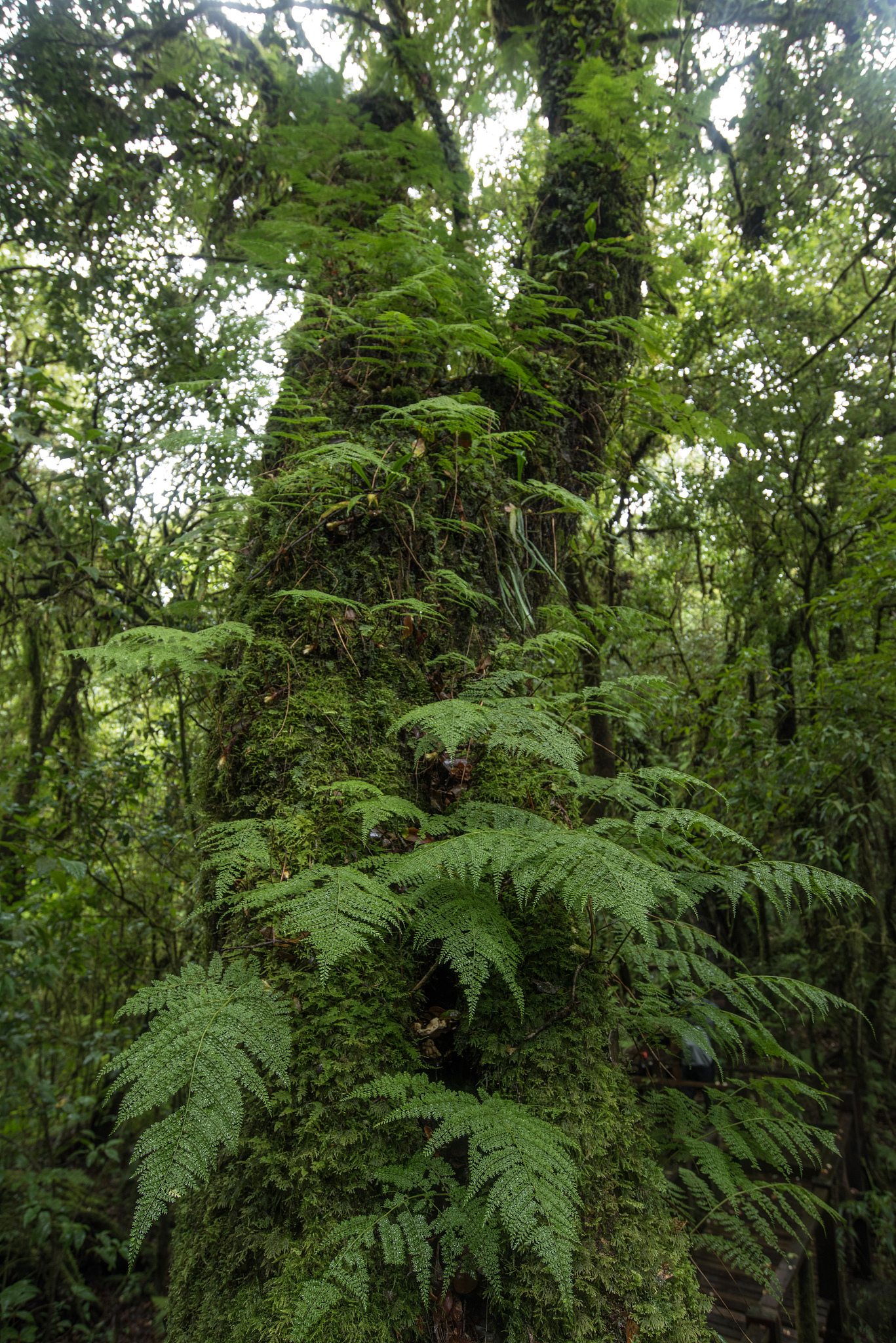 Generator Angka Acak: Dapatkan Angka Random