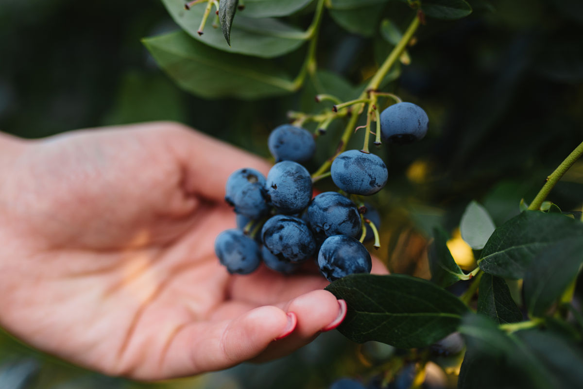 如何在村镇中与村民们开展在蔚蓝的天空下探寻蓝莓的秘密村镇蓝莓养殖宣传活动请写出一份活动策划案