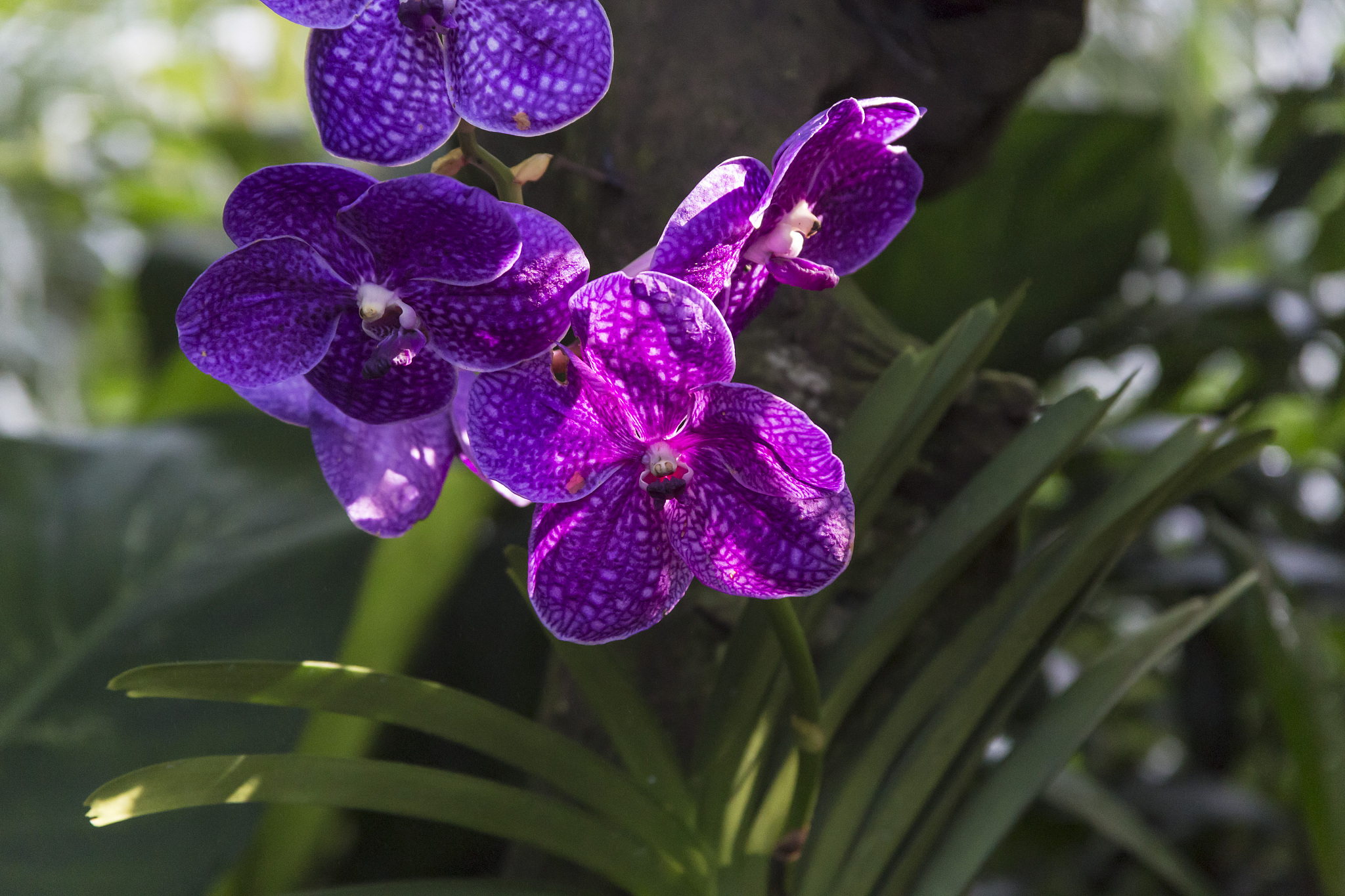 orchid