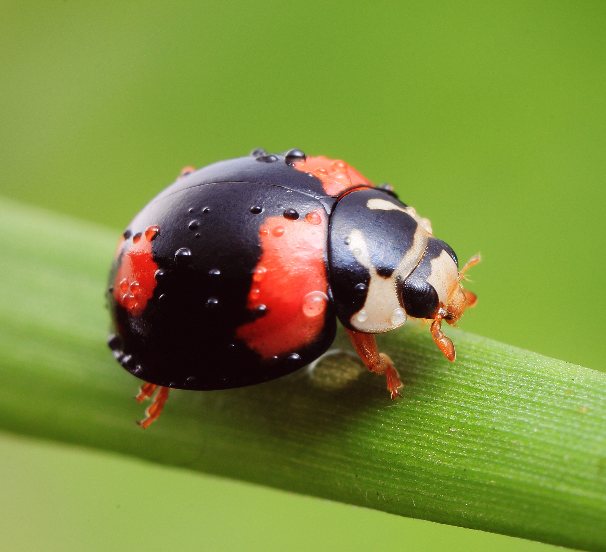 六斑月瓢虫：美丽的益虫，农业的守护者