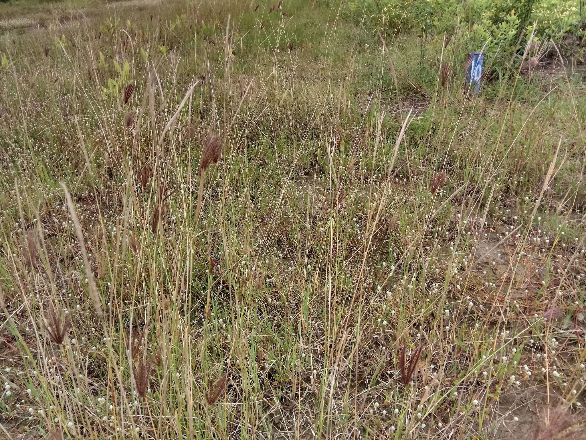外源芸苔素内酯缓解丹参干旱胁迫提高水分利用效率
