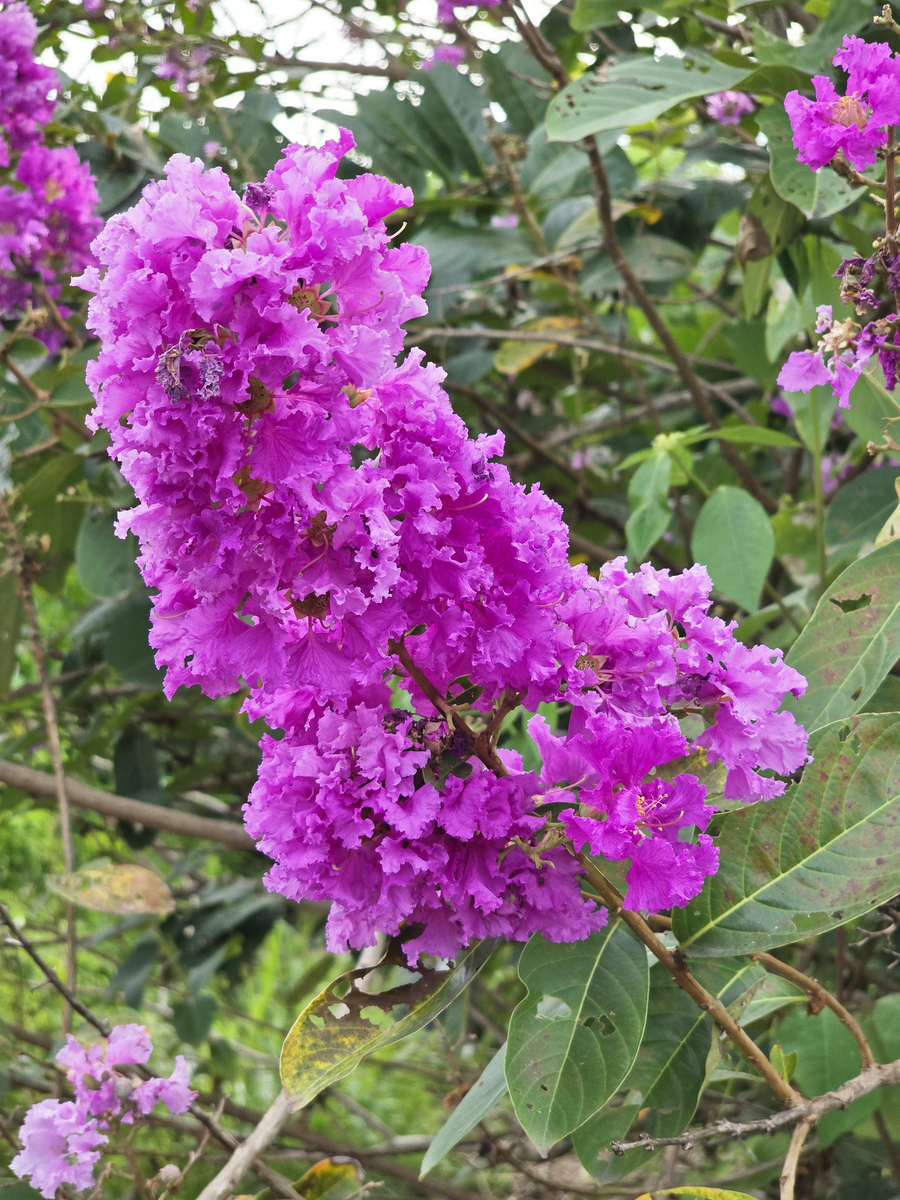  紫薇花值钱吗