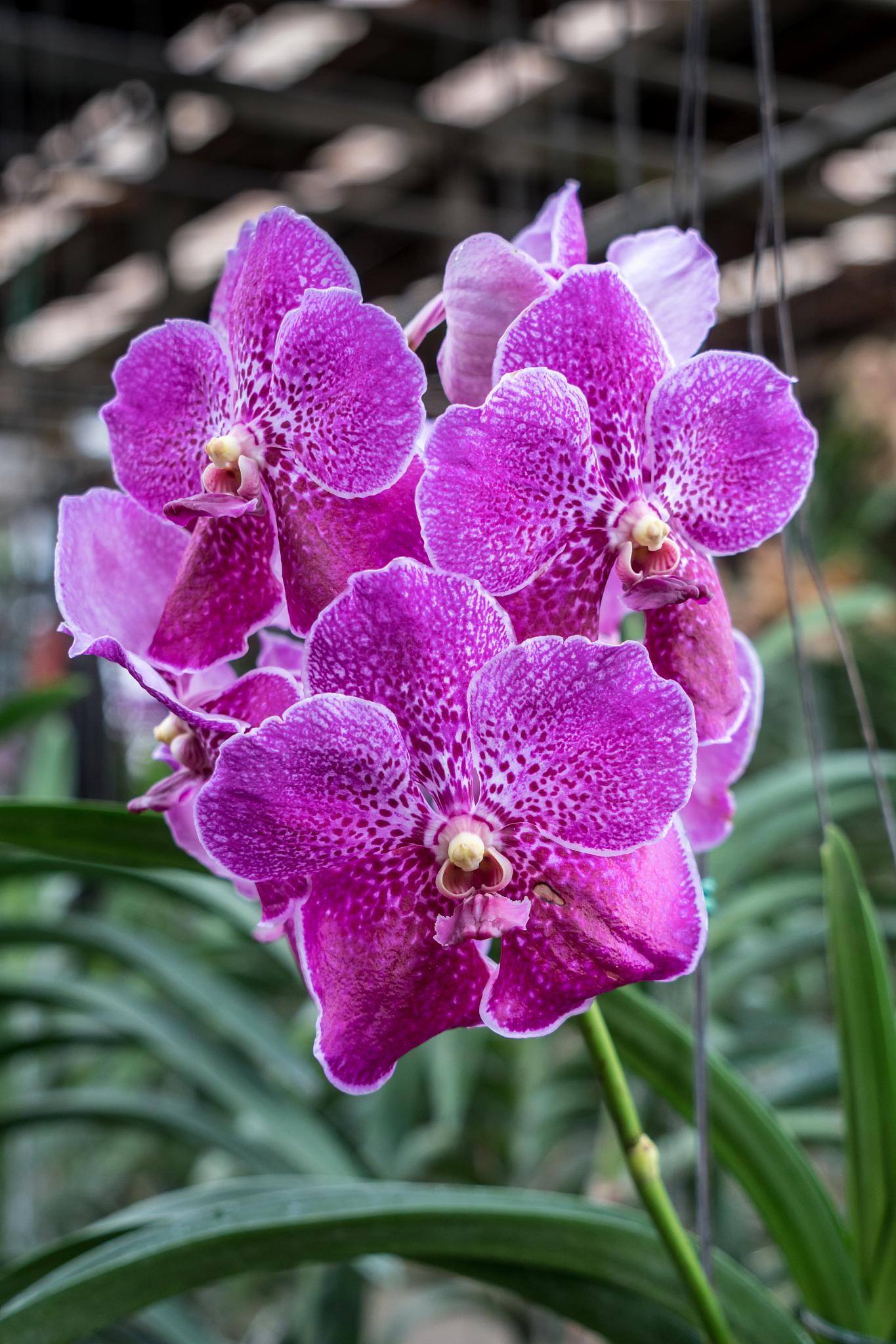 purple orchid on green leaves background