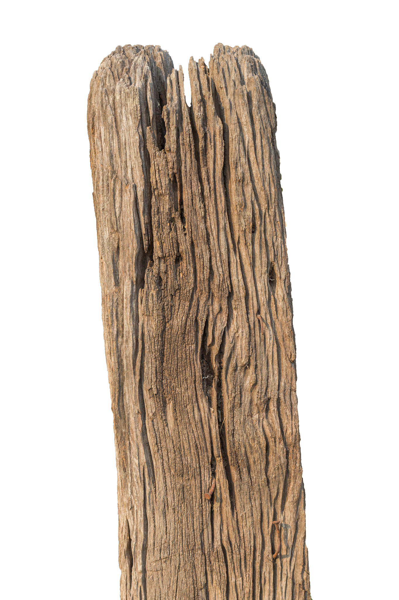 dry telegraph pole isolated on white background