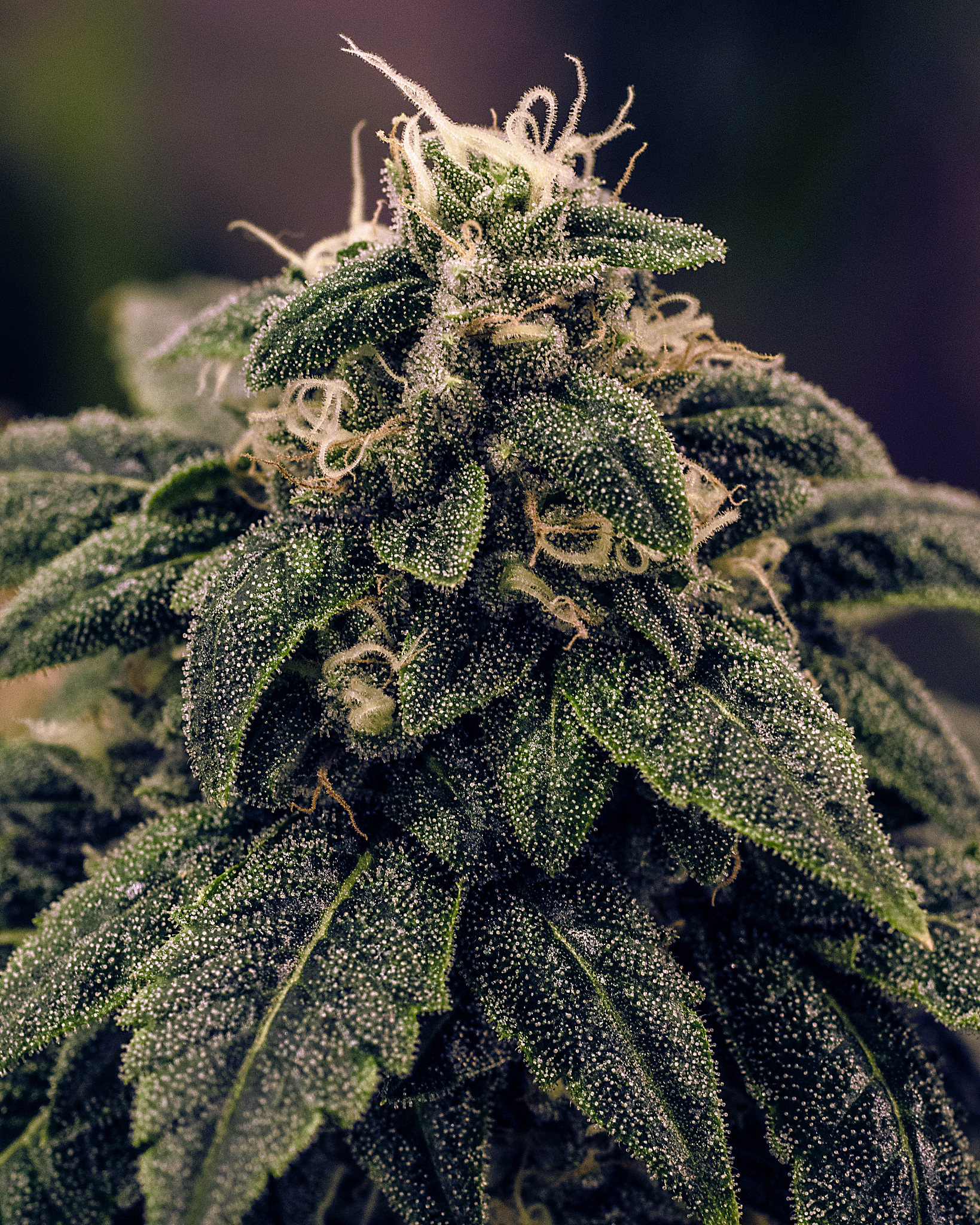 live plant cannabis bud shot