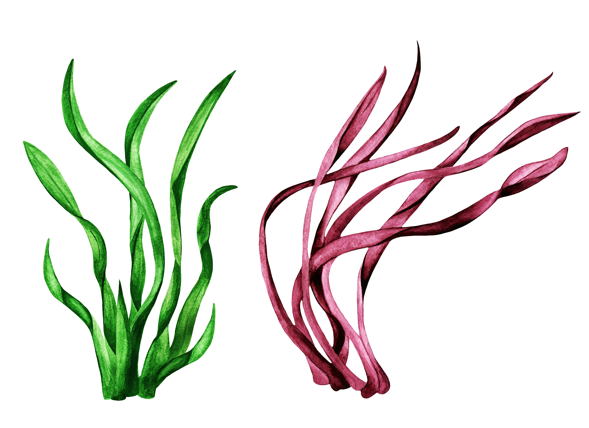 sea weed. watercolor