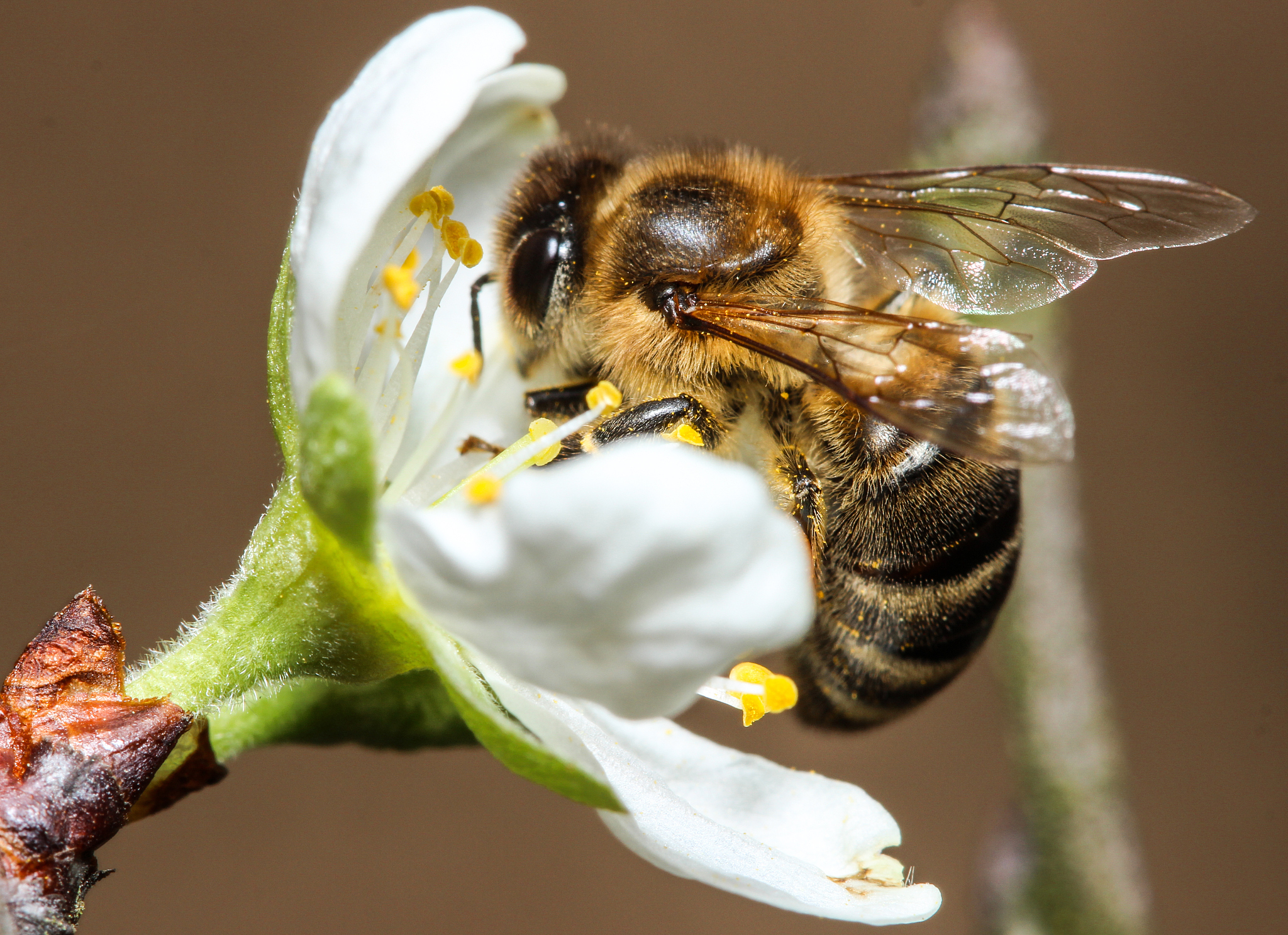 病毒程序蜜蜂大盗是什么