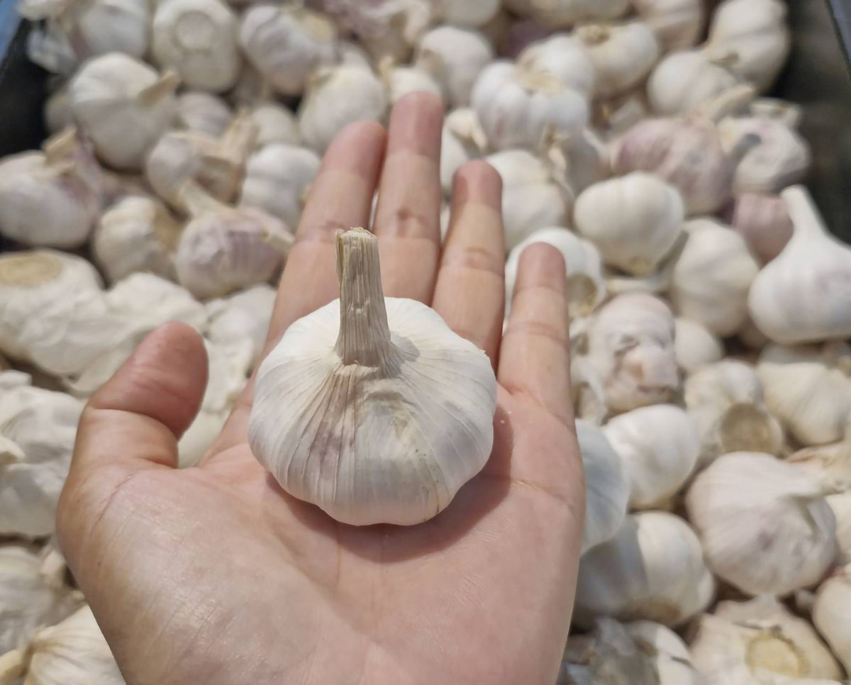 腌薤头的做法_自制美味腌薤音读叫头_腌薤头怎么做_菜谱_美食天下