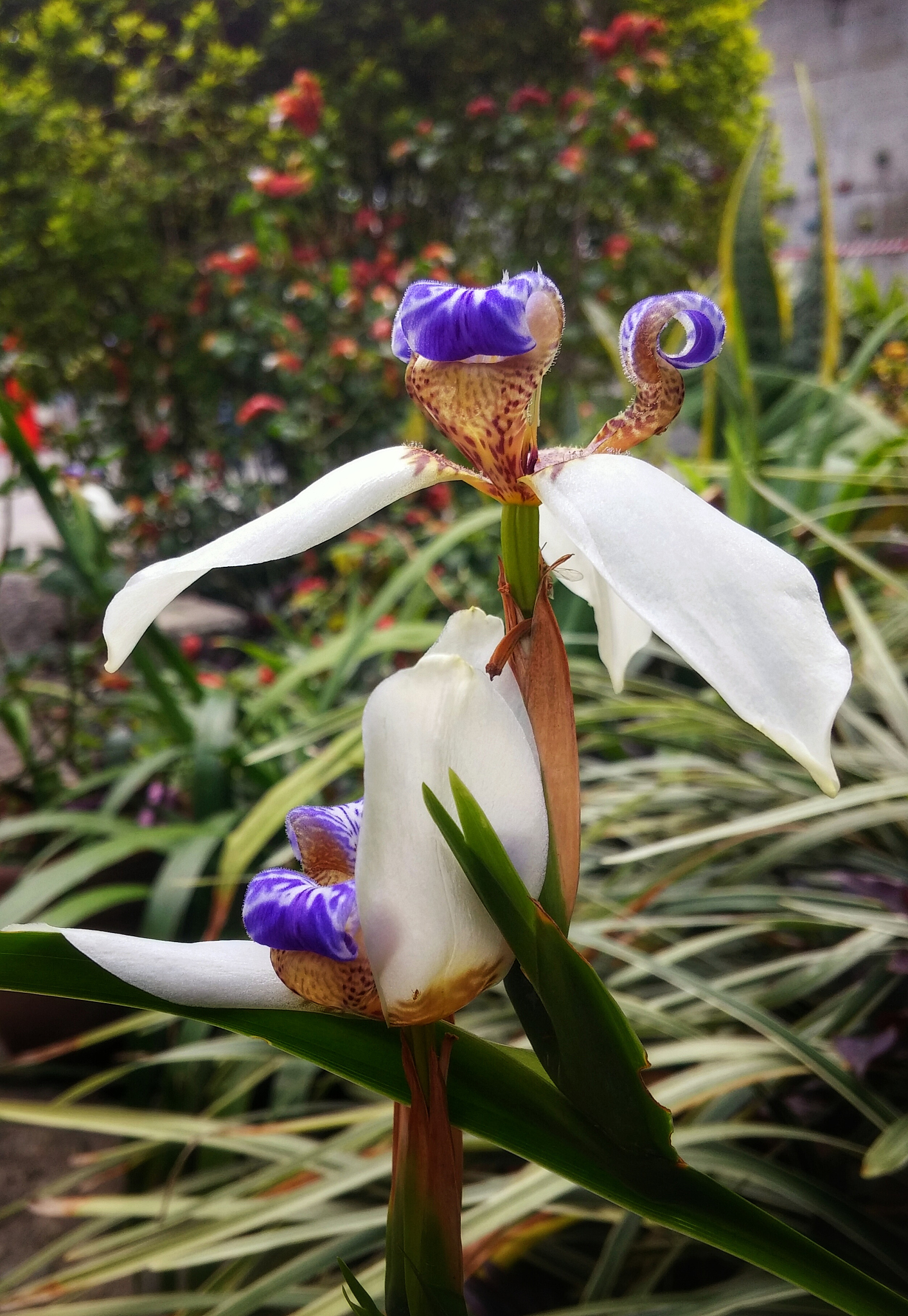 neomarica flower, walking iris, apostle's plan with interesting 