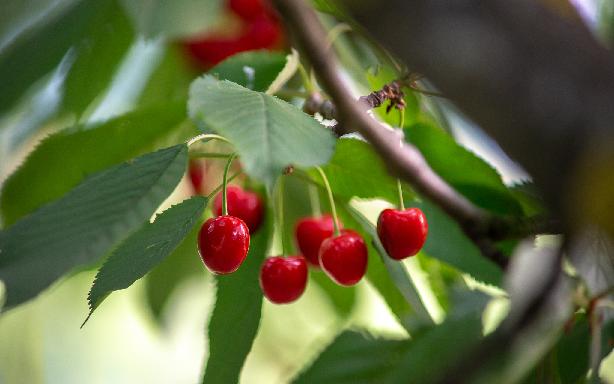 cherry branch with ripe red berries