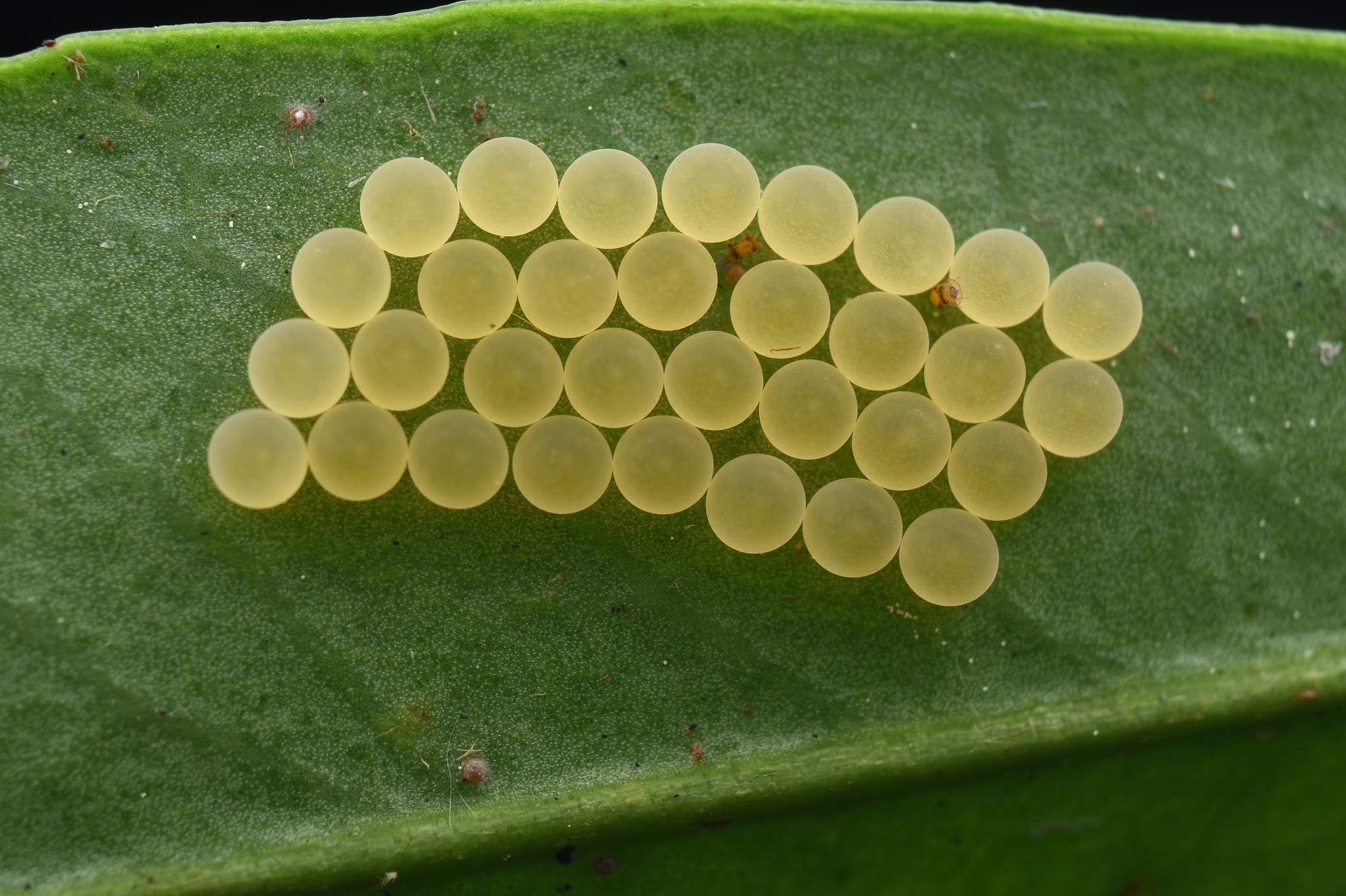 要求：昆虫饲养及生长发育观察1 卵块保湿处理每天记录温度定时每天1次或3次根据所饲养的昆虫世代时间观察并记录昆虫生长发育情况直至成虫死亡每个虫态均要拍照记录。2 按论文格式撰写实验报告包括观察所饲养昆虫的各个虫态形态特征以及照片计算各个历期及寿命。3 实验报告打印后提交但同时需要提交电子版。拍照要清晰带有个人明显标识能让我知道不是网图即可正文宋体小四行间距125实验报告标注+学号后三位+姓名。
