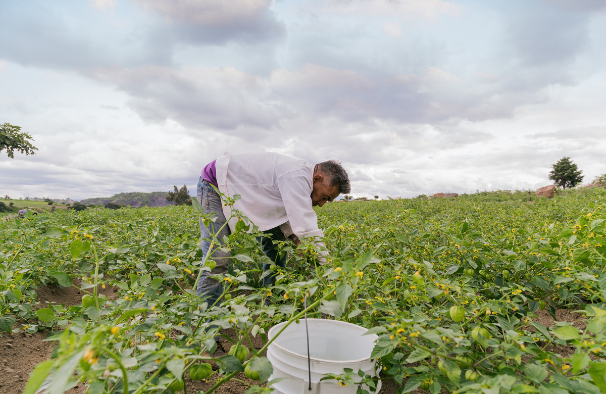The yields loss of soybean increases by 1501 from 1232是否有语法错误