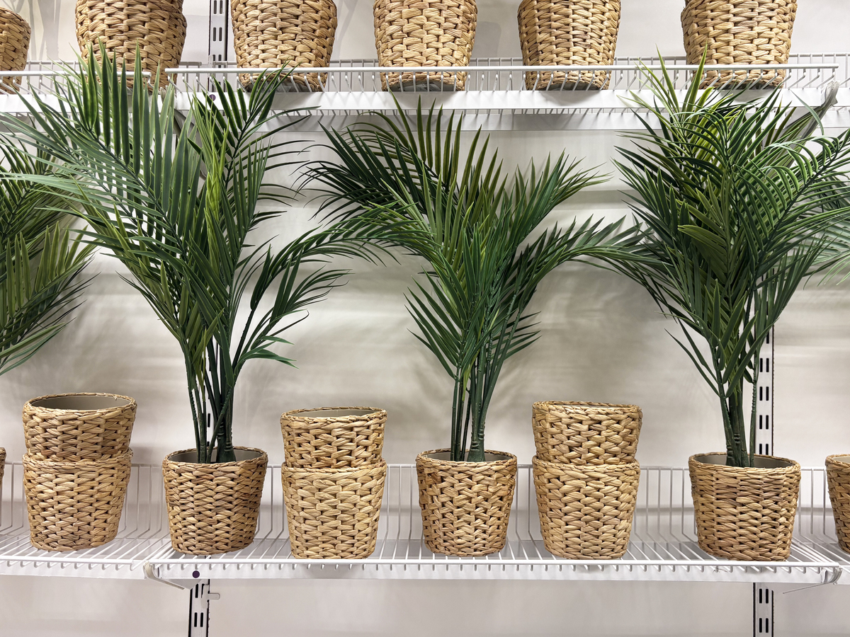 袖珍椰子的叶子干枯怎么办