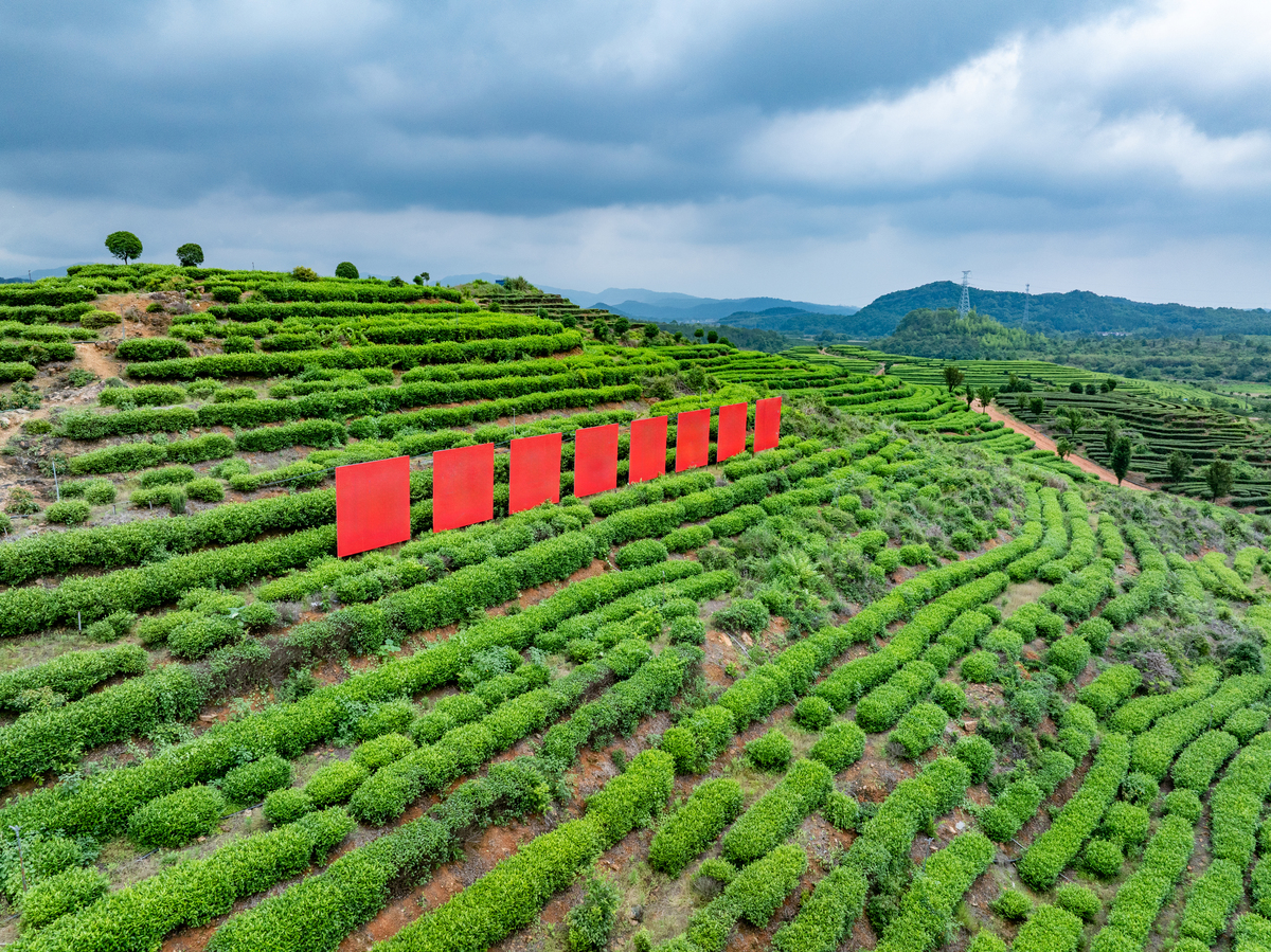 贵州省茶树栽培与茶叶加工专业院校推荐：学习茶艺的最佳选择