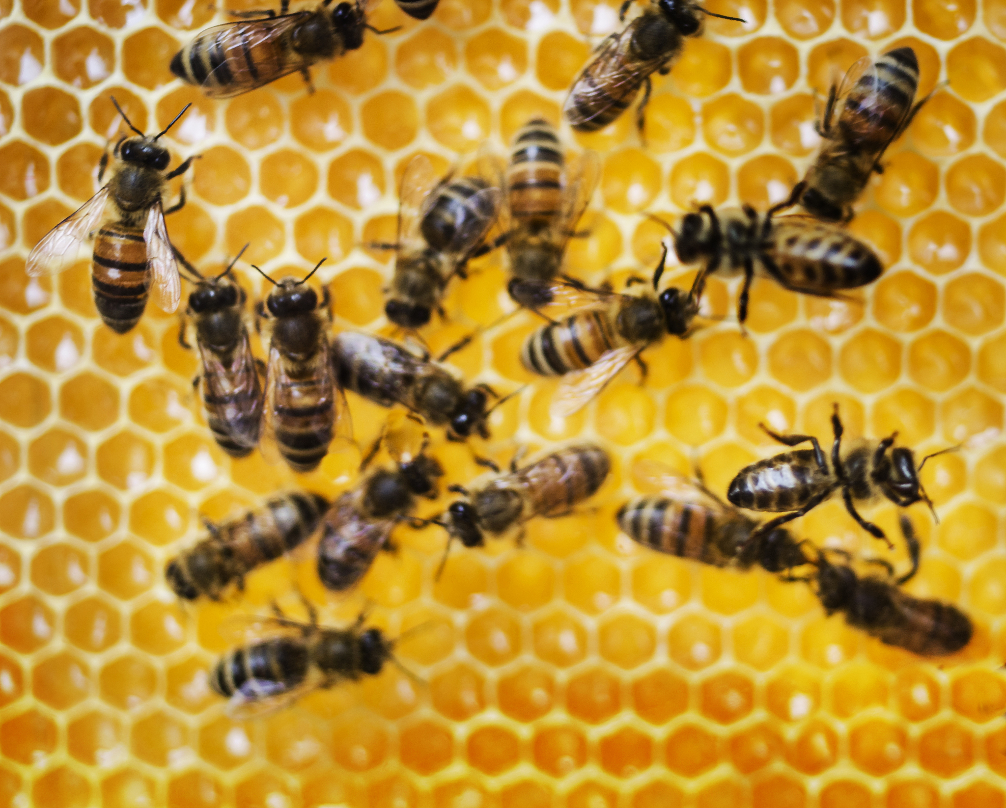 江西赣南地区要 购哪里产 的杂交中蜂王更适应气候帮我用180字详细描述