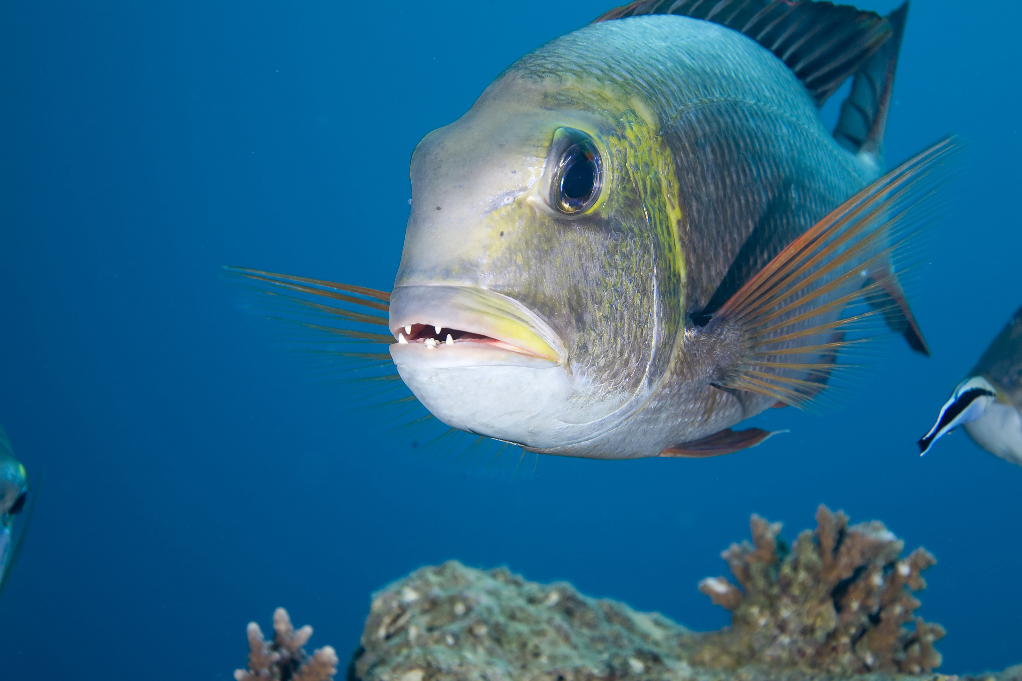 bigeye emperor (monotaxis grandoculis)