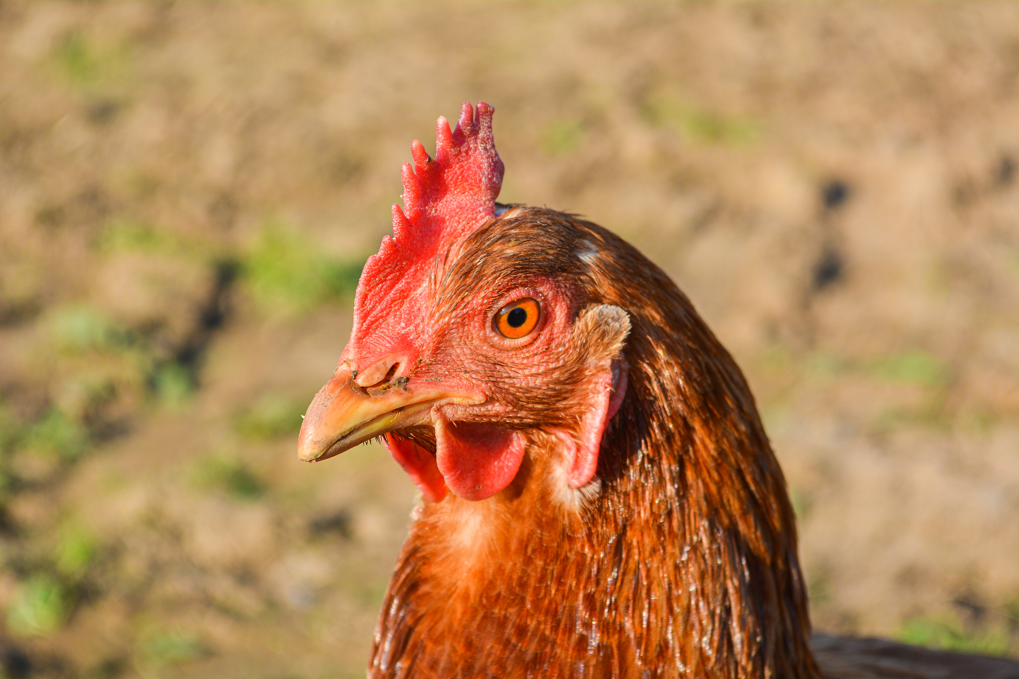 close up chicken