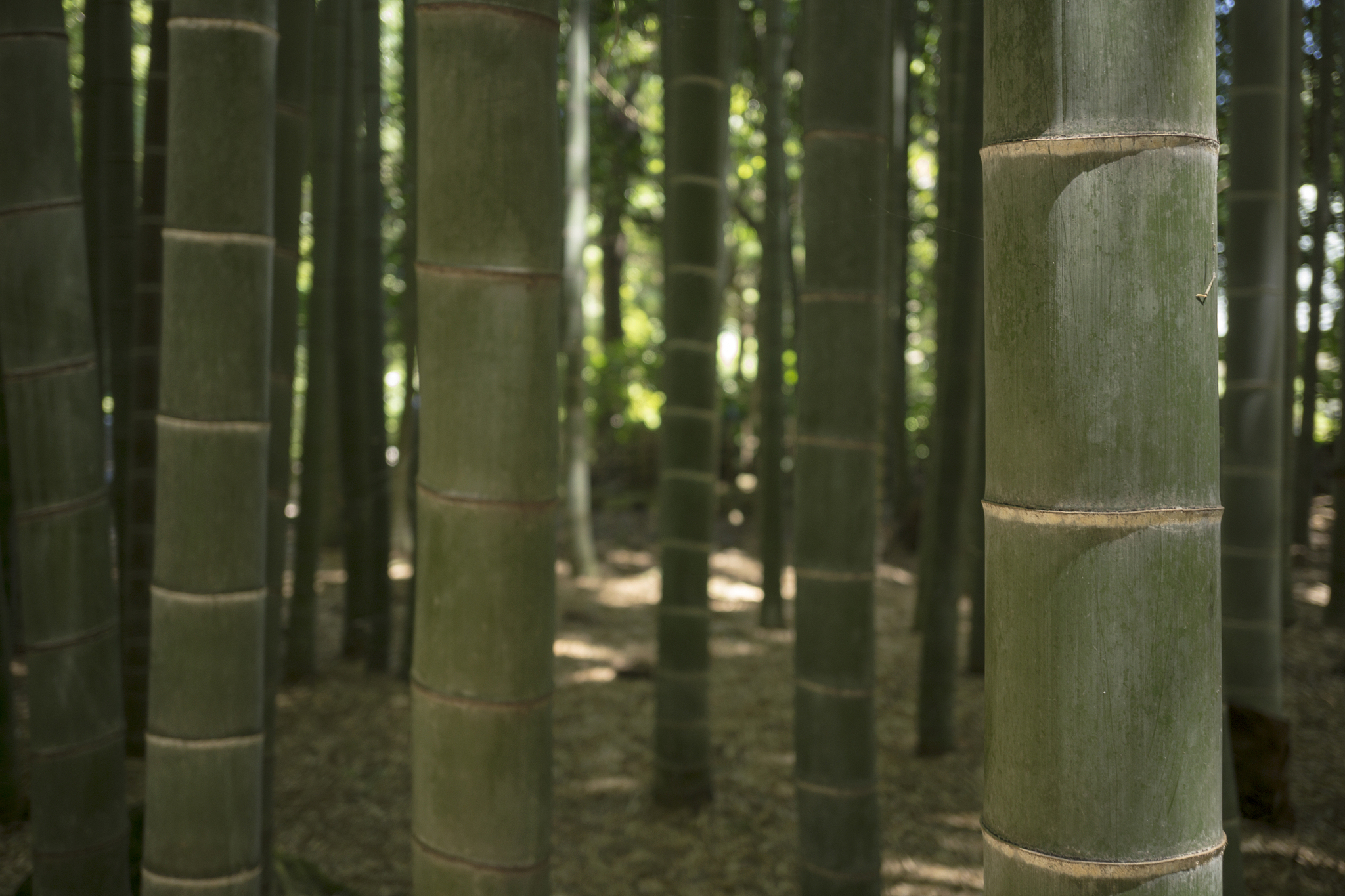 bamboo