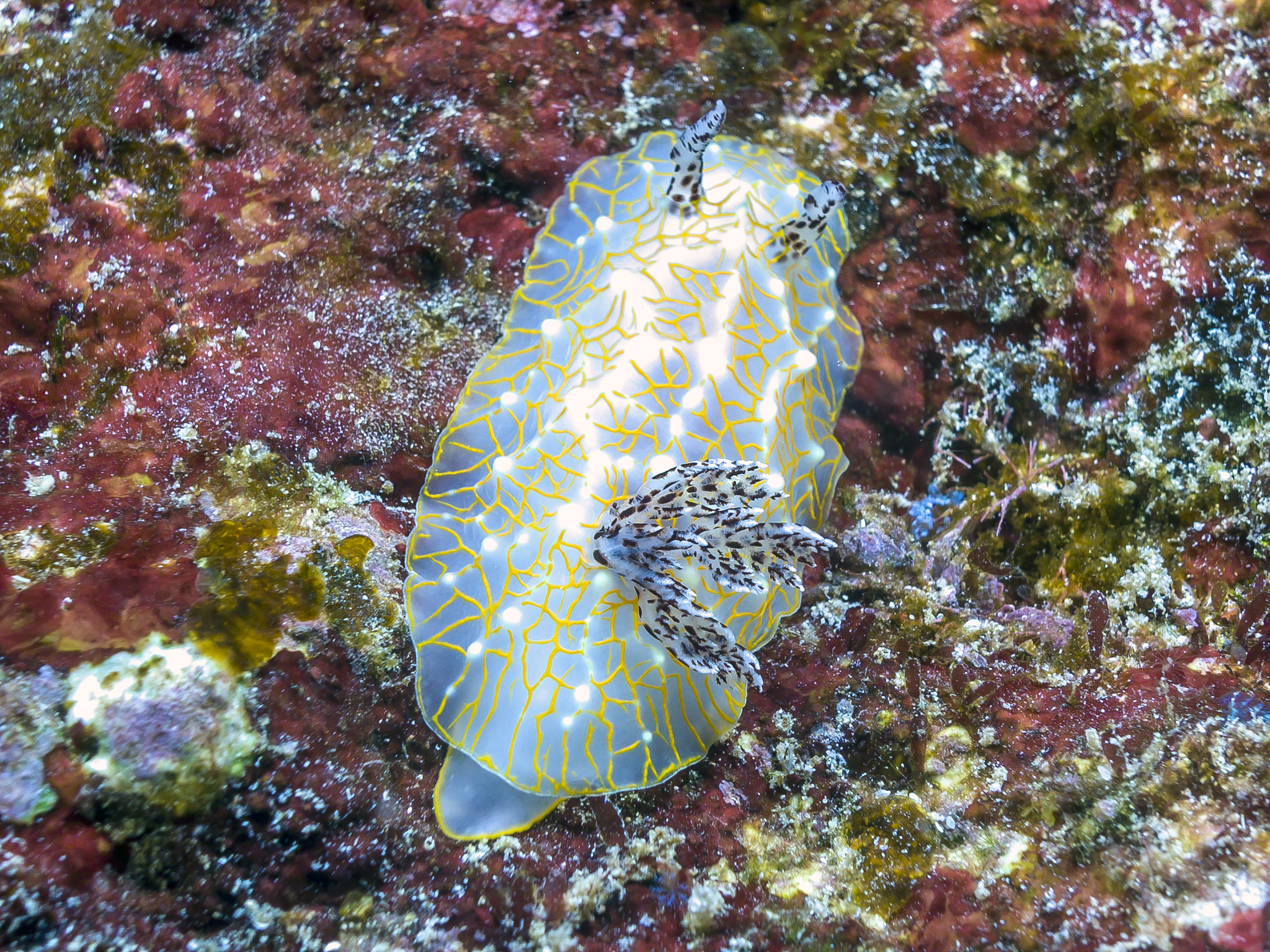 环节动物的运动器官：体节和腹足详解