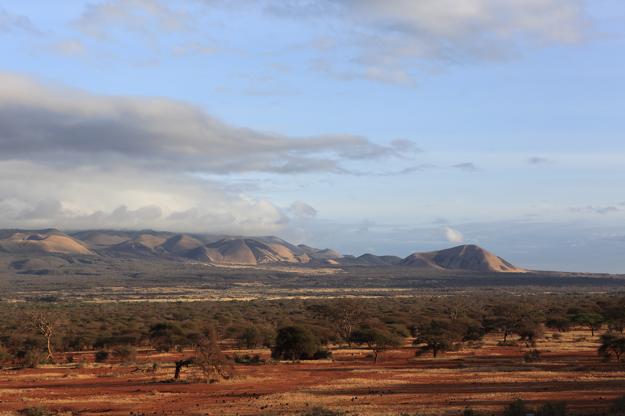 landscape at dawn ,tsavo national park, kenya