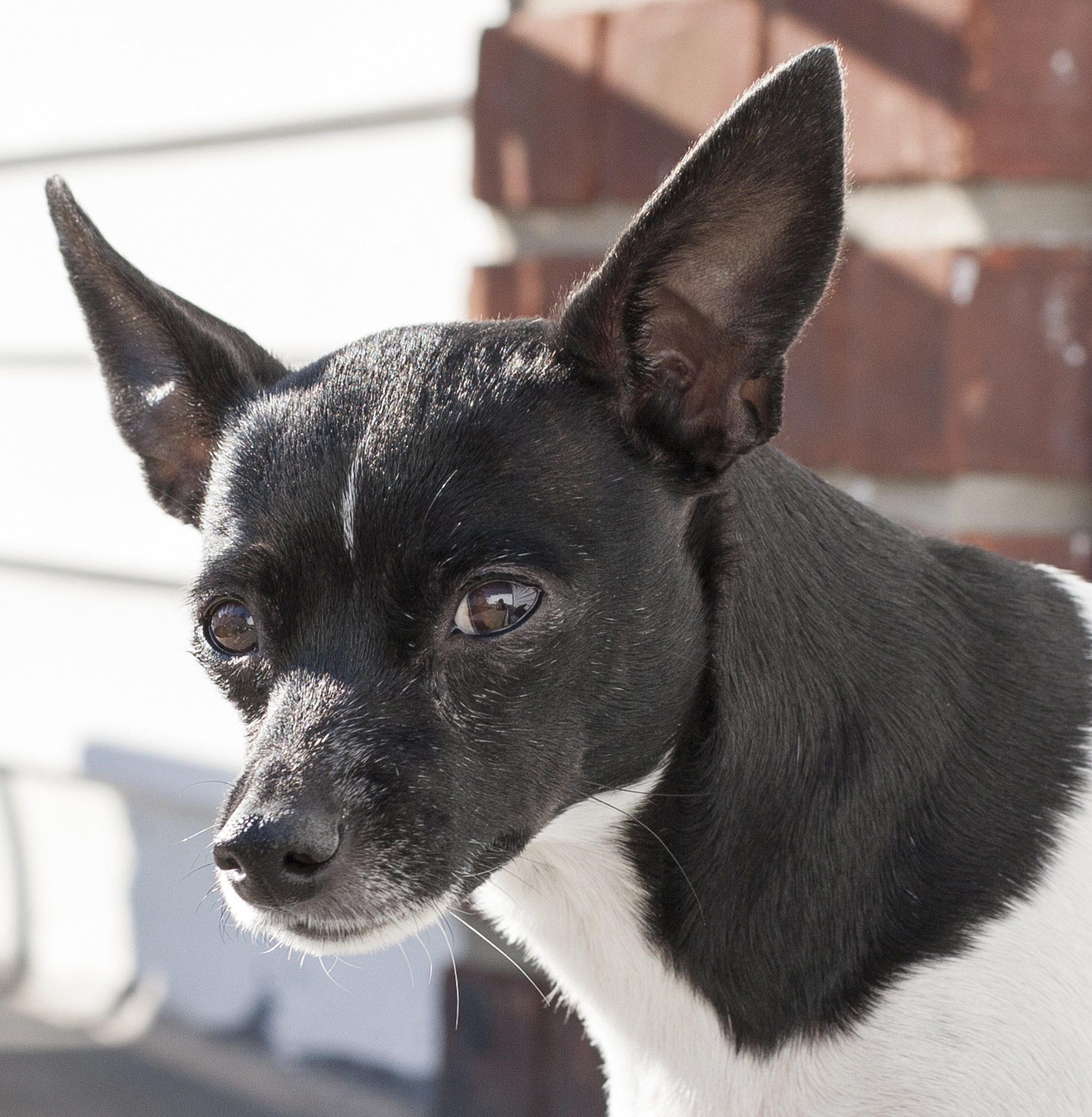 柯利犬眼部疾病：常见类型及发病率