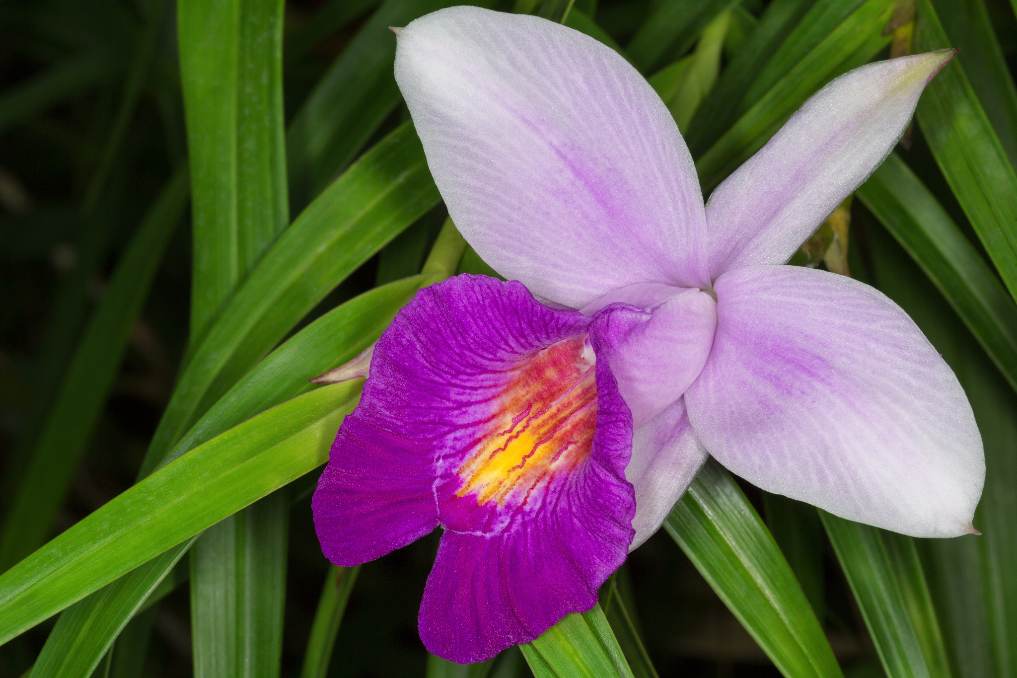 墨兰江山美人为何颜色不红