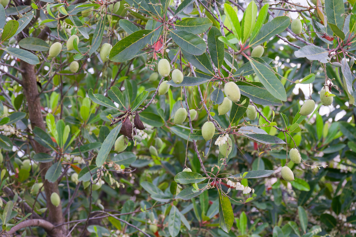 各种树木种子大全 - 种植指南、品种介绍