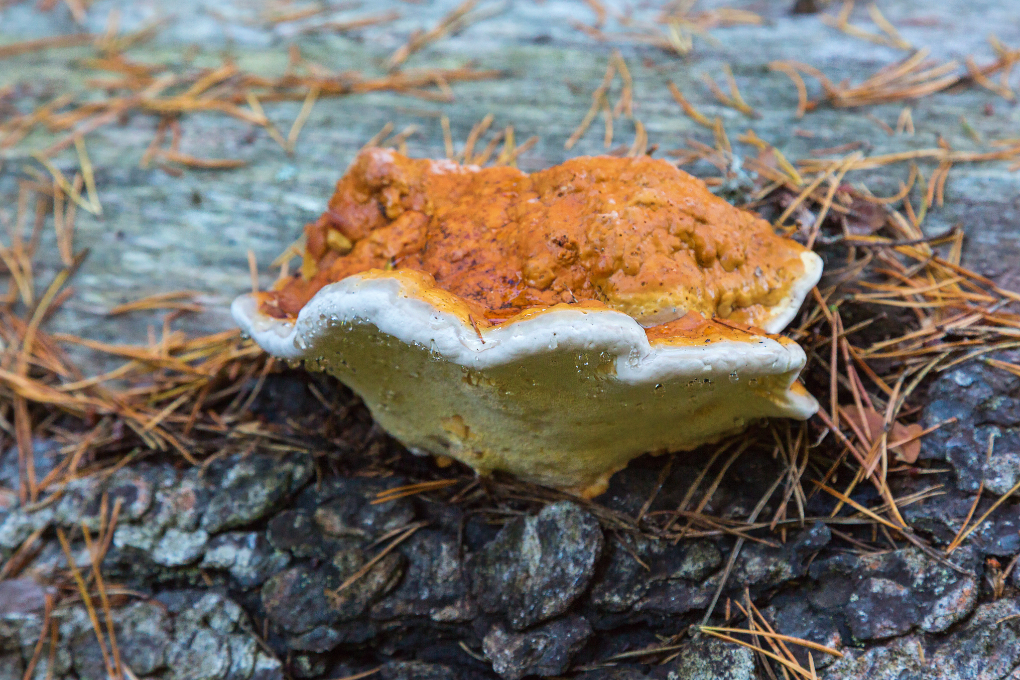 polypore on a tree log