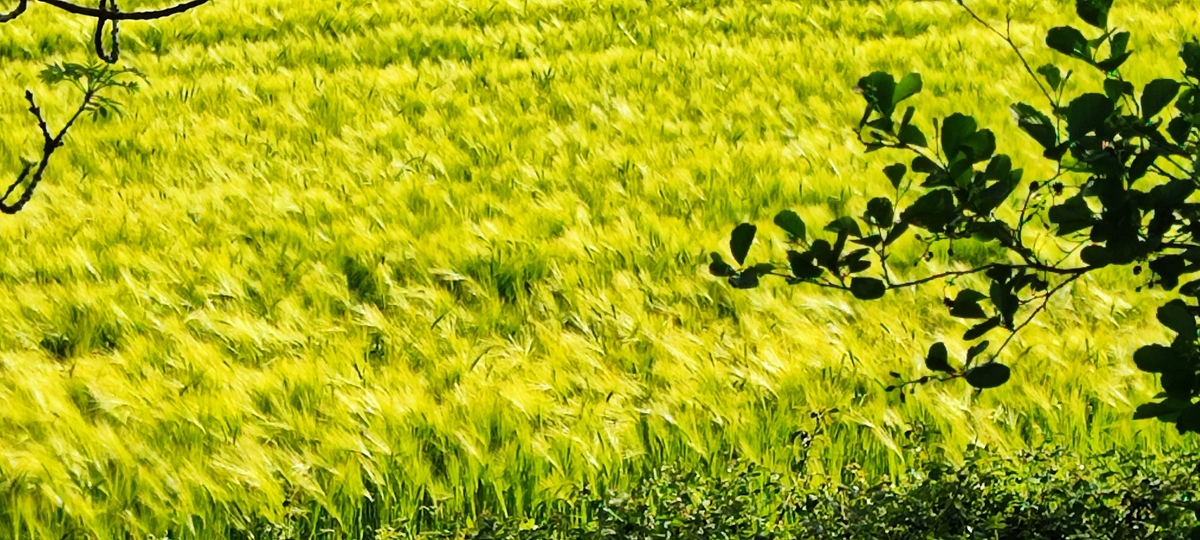 最适合昆明气候养殖的肉食性鱼类并且繁殖速度快成年快。