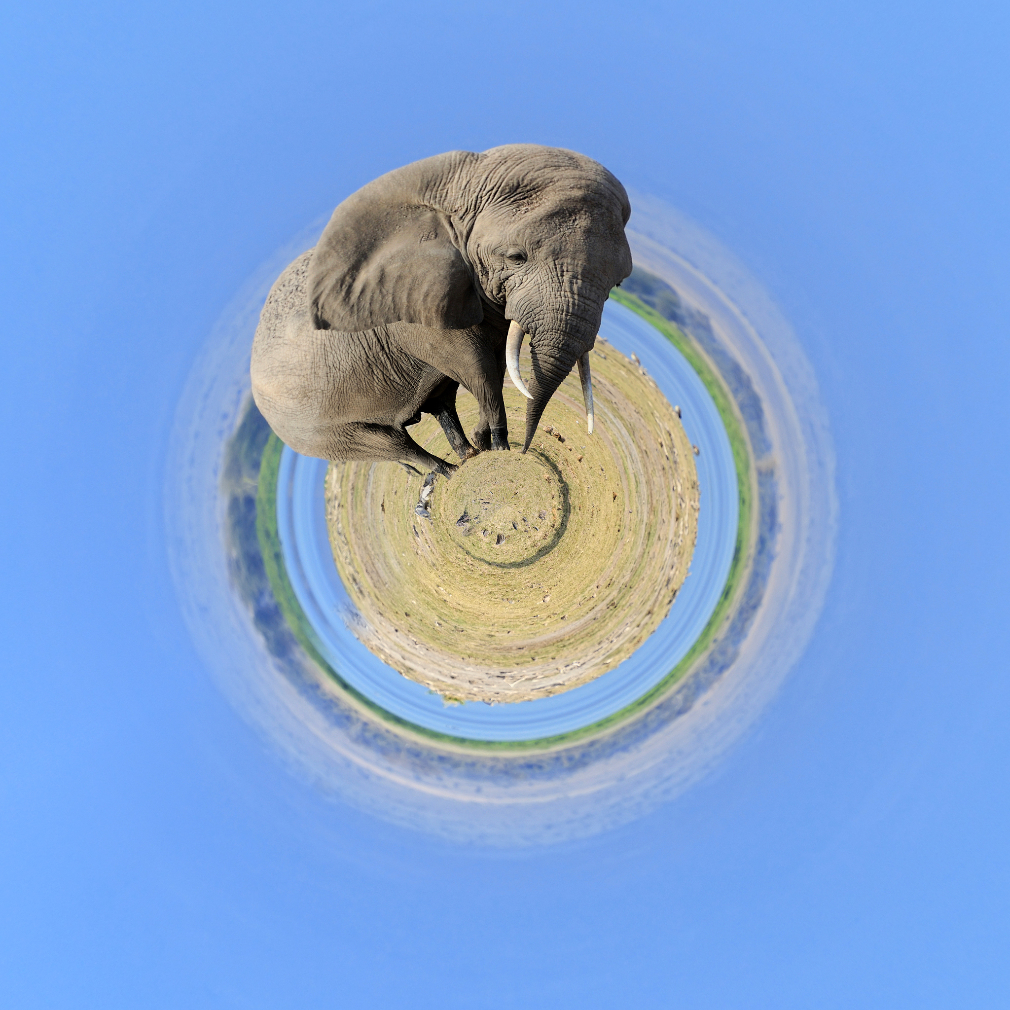 360 degree view of elephant in national park of kenya
