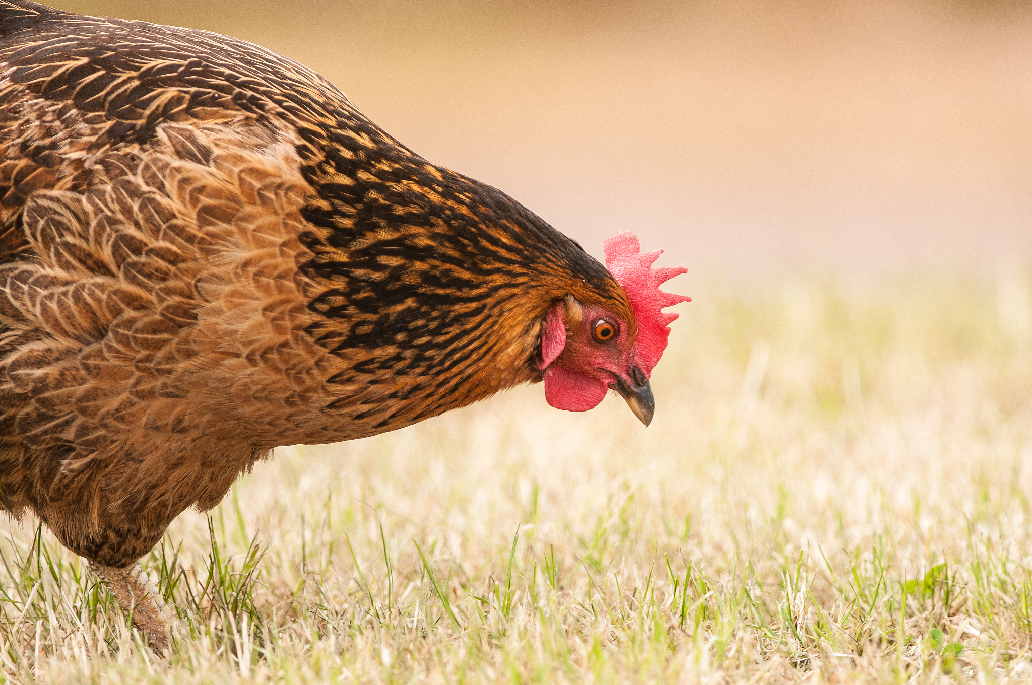 chicken
