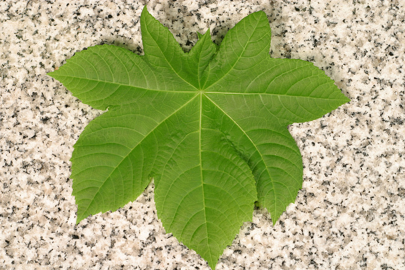 leaf of castor bean plant