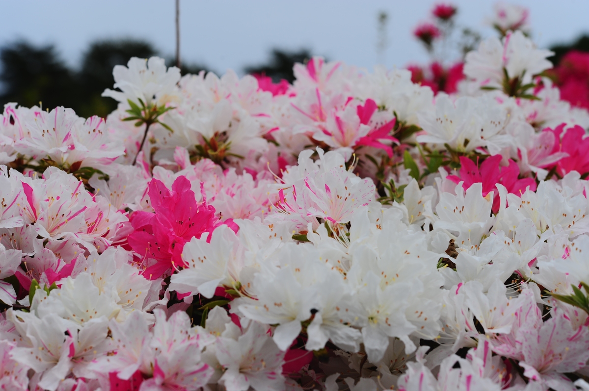 普陀山春花烂漫：樱花、杜鹃、茶花竞相开放